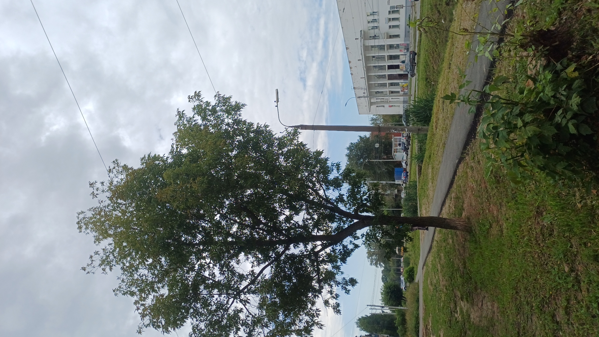 The image shows a street scene in Izhevsk, Russia, under an overcast sky. In the foreground, a tree with dark green leaves stands to the left of a paved walkway. The walkway leads towards a street with several cars driving and parked. On the right side of the street, a white building with columns and multiple windows is visible, possibly a public building or business. A tall lamppost stands near the walkway. The general environment appears to be an urban setting with elements of nature, such as grass and trees, integrated into the cityscape.