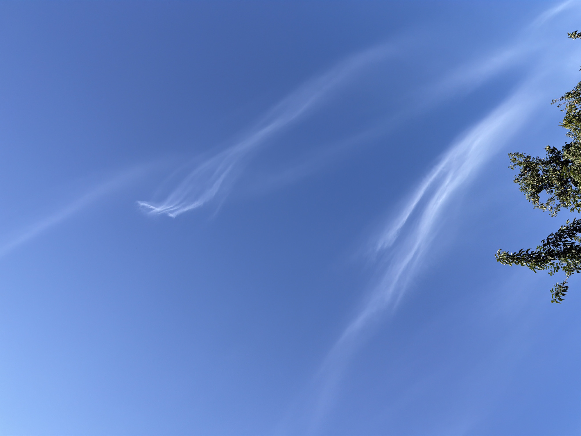 The image shows a clear blue sky with wispy white clouds forming streaks across it. The top portion of two trees with green foliage is visible in the lower part of the frame. The scene is set outdoors.