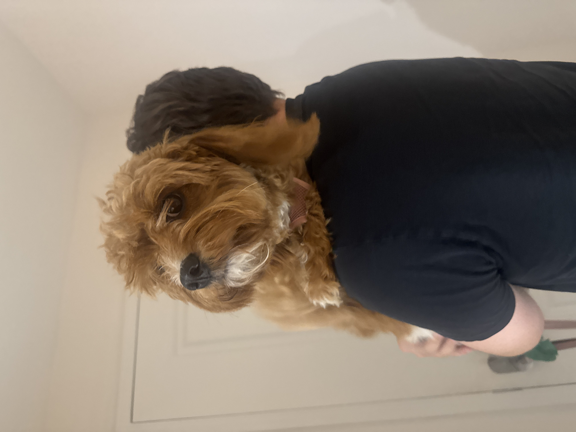 An indoor scene in Boca Raton, United States of America, depicts a person holding a small, light brown dog over their left shoulder. The dog, characterized by its curly, scruffy, caramel-colored fur, black nose, dark eyes, and a patch of white fur on its chin, is positioned facing slightly left from the viewer's perspective, its head held high. A thin, light pink or red collar is visible around the dog's neck. The person, viewed from behind, has short, dark hair and is wearing a black short-sleeved t-shirt. Only the back of their head, neck, and upper torso are visible. The background consists of plain, light-colored walls, likely off-white or beige, with the faint outline of a doorframe visible on the left side. A door handle and a small green object are partially visible on the lower left near the floor. The lighting is consistent with indoor artificial illumination.