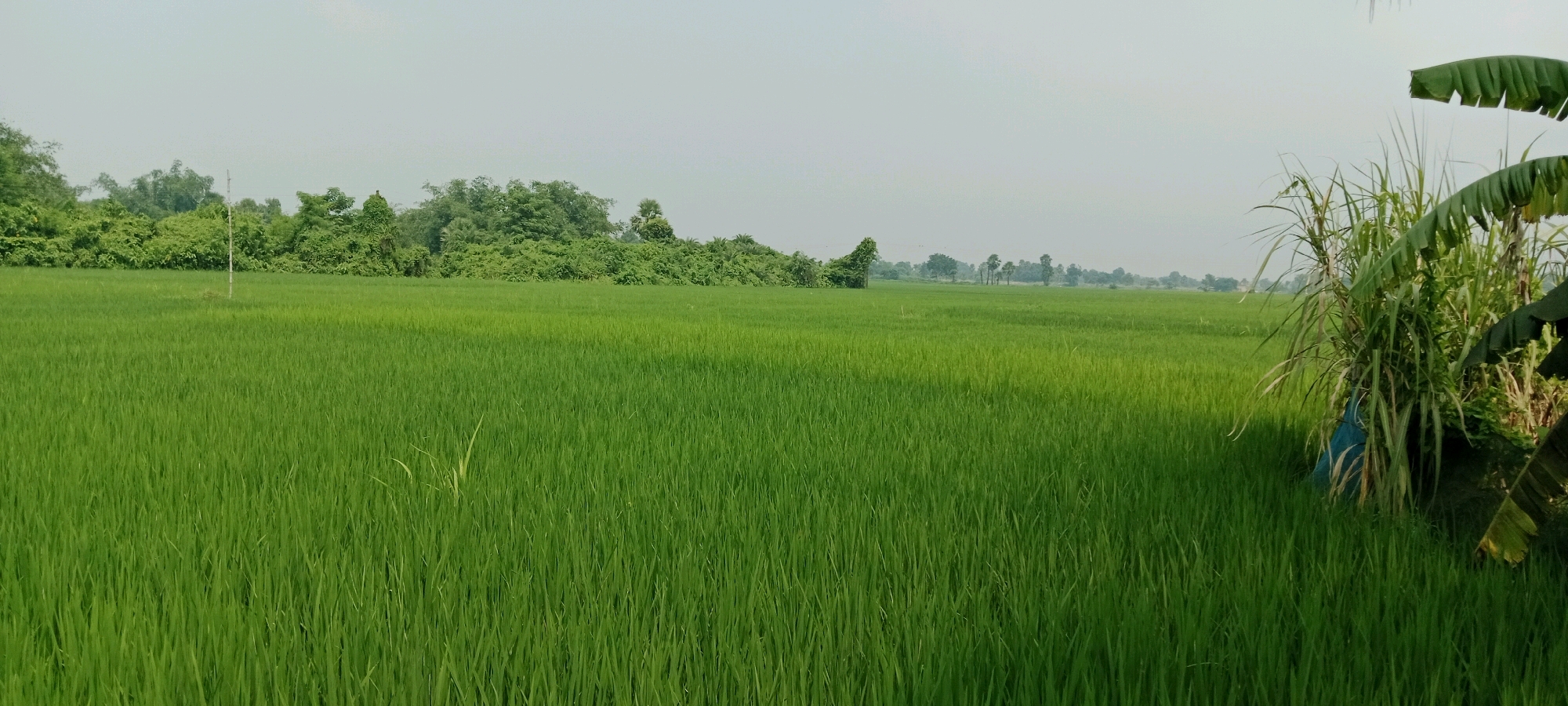 The image depicts a vast, vibrant green rice paddy field under a hazy, pale sky. The field stretches across the entire frame, with the lush growth of rice plants dominating the foreground and midground. In the background, a dense line of trees and vegetation forms a dark green border against the lighter sky. A few scattered trees, including what appear to be palm trees, are visible in the distance, suggesting a rural or agricultural landscape. On the far right of the image, a cluster of tall, thin plants, possibly sugarcane, along with large, dark green banana leaves, partially obscure the view of the field. A hint of a blue object is visible amongst the plants on the right. The overall impression is one of tranquility and agricultural abundance. This scene is likely located in the city of Sirsa, India, a region known for its extensive agricultural activity, particularly rice cultivation.
