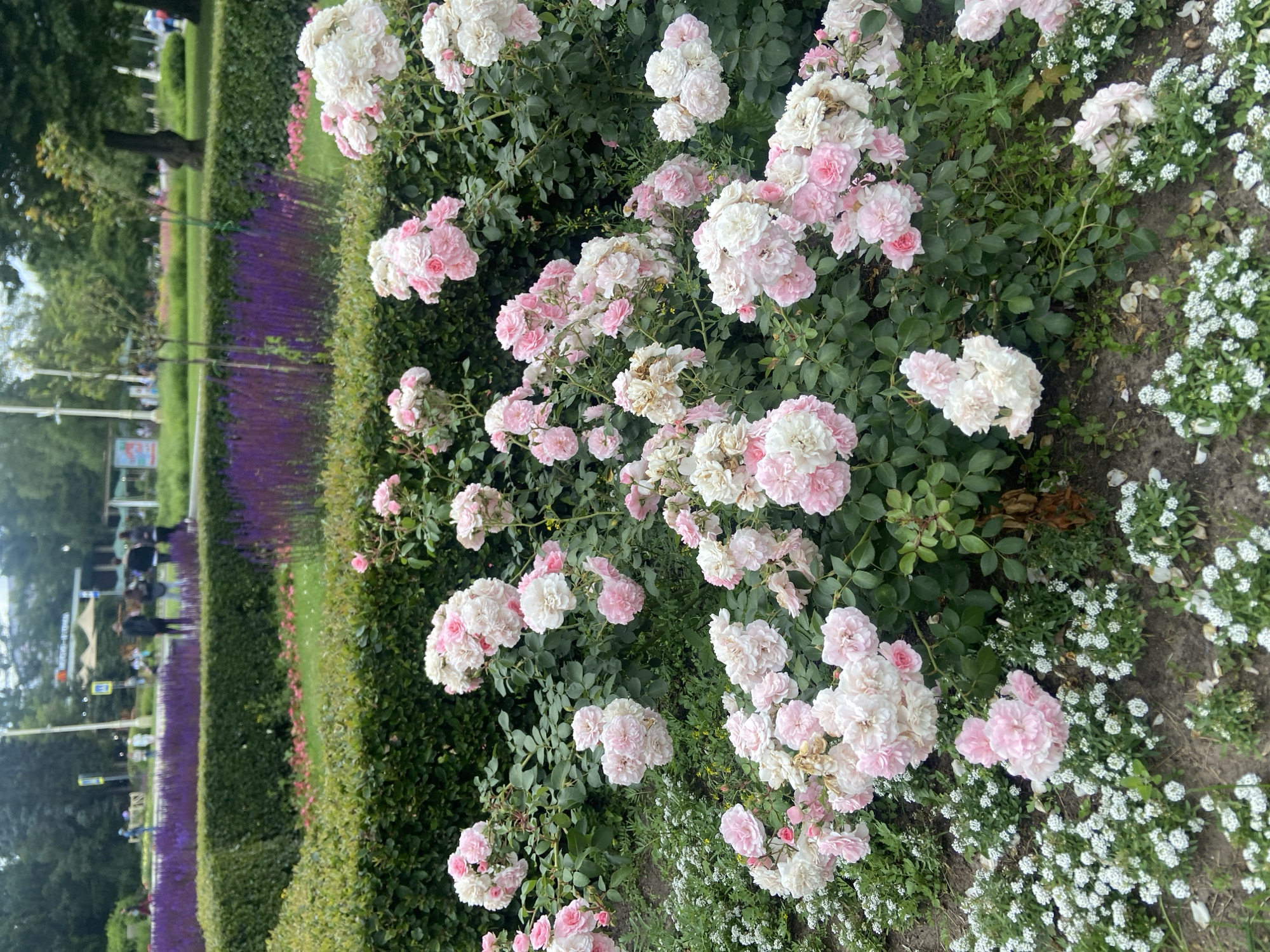 The image captures a vibrant garden scene, likely in Moscow, Russia, given the visual cues. In the foreground, clusters of delicate pink and white roses are in full bloom, their petals gently unfurling. They are interspersed with low-lying white flowers, creating a soft, carpet-like effect around the rose bushes. Behind the roses, a neatly trimmed green hedge forms a clear boundary. Beyond the hedge, rows of vibrant purple flowers, possibly lavender or salvia, add a striking contrast in color. In the middle ground, a paved pathway can be observed, and several people are walking, some appearing to be strolling leisurely. Further in the background, a larger park-like setting unfolds with lush green grass, trees, and what appears to be a building or pavilion with signs, suggesting a public space like a park or botanical garden. The overall atmosphere is serene and picturesque, indicative of a well-maintained outdoor recreational area.