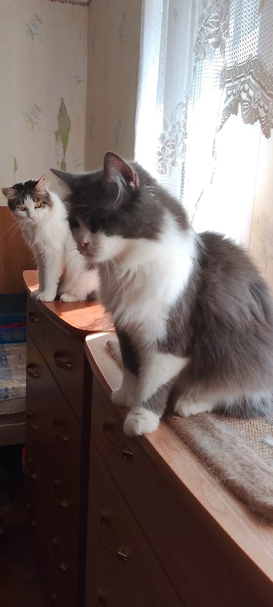 The image depicts two domestic cats sitting on top of wooden drawers. The cat in the foreground is predominantly grey and white, with its head turned away from the camera. The second cat, positioned behind and to the left, is white with grey markings on its head and back, and is looking directly at the camera. Both cats appear to be healthy and well-groomed.
The setting appears to be an indoor environment, likely a bedroom or living room. Behind the cats, a window is visible with white lace curtains. The wallpaper on the wall is light-colored with a subtle floral pattern. The wooden drawers are simple, with metallic handles. Sunlight streams in from the window, casting shadows and illuminating parts of the scene.
The image does not contain any information that would allow for the precise determination of its location within the city of Belgorod, Russia. The scene is typical of a domestic dwelling and does not include any specific landmarks or contextual clues that are unique to a particular city or region.