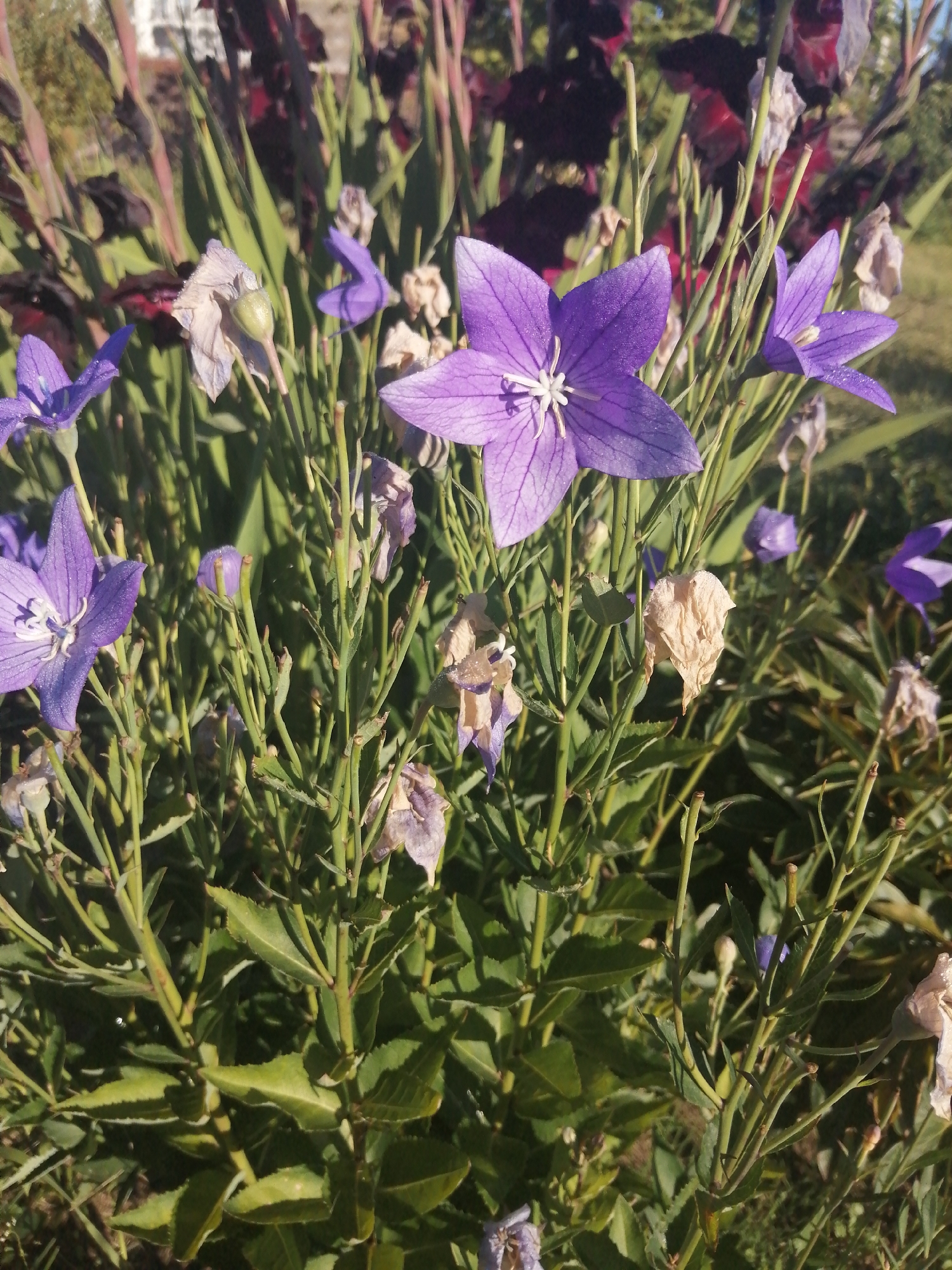 A medium shot captures a cluster of purple balloon flowers in a garden under bright sunlight. The flowers, with their distinctive bell shape and five pointed petals, are a vibrant purple, some with delicate water droplets on their surfaces. They are interspersed with green stems and leaves, and a few dried, pale brown flowers are also visible. In the background, out-of-focus, are tall, dark red gladiolus flowers and some lighter foliage. The setting appears to be a residential garden, given the presence of a distant building fragment visible in the upper left corner.