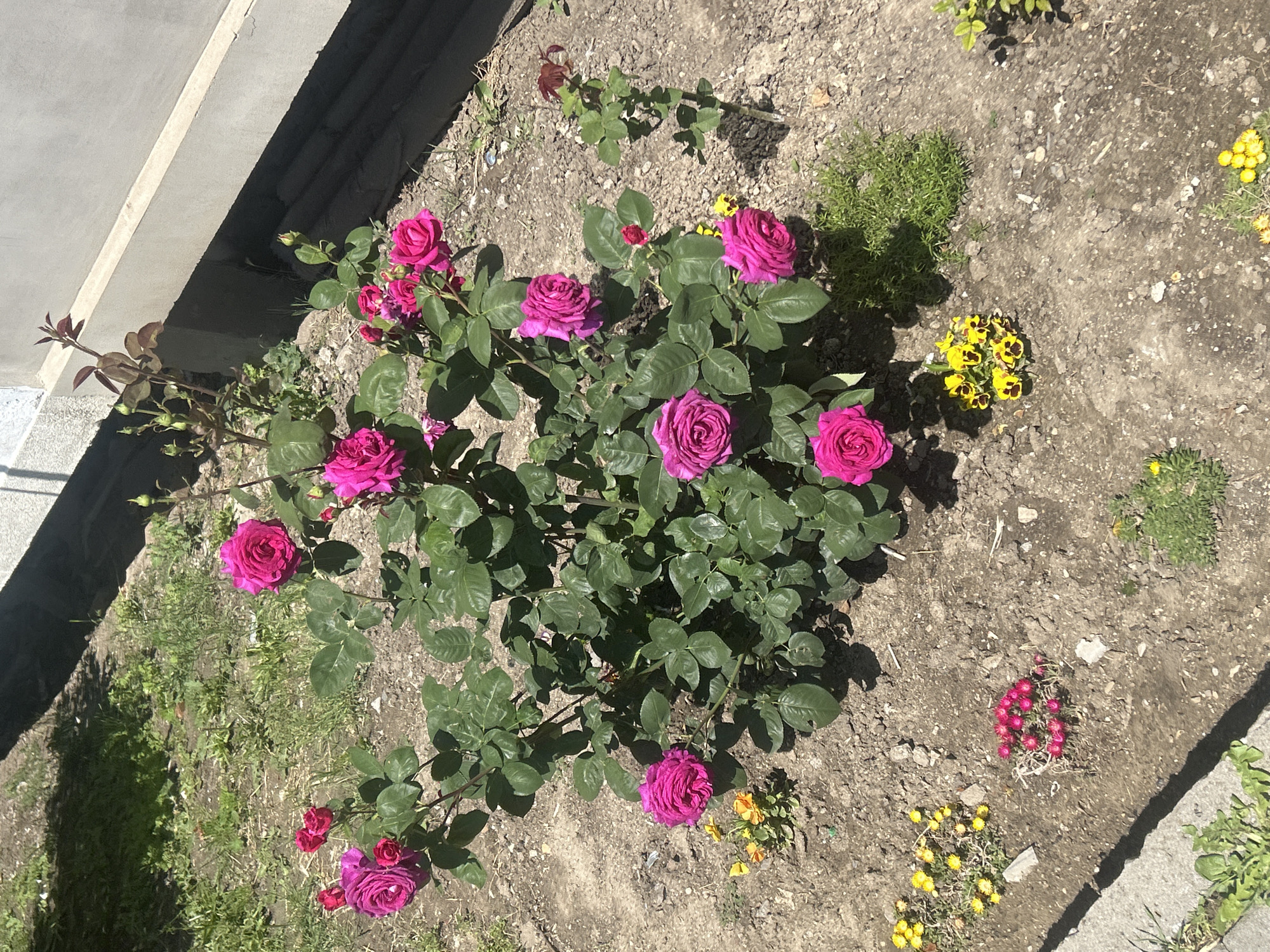 The image captures a garden scene. The main subject is a rose bush, laden with magenta-colored roses in full bloom. Surrounding the bush is bare, dry soil. Small patches of other flowering plants are visible, including yellow and red blossoms. To the upper left, a section of a concrete structure is present. The location is a garden, situated near a building.