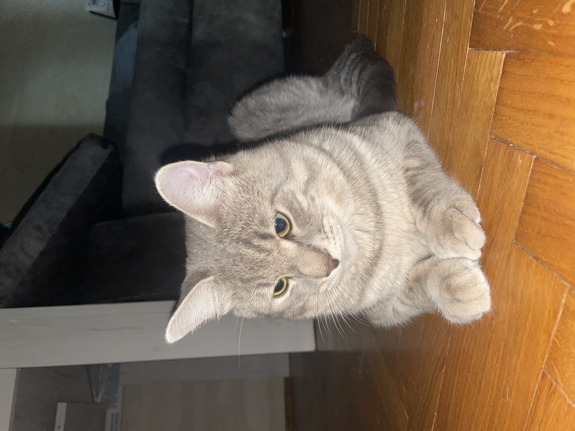 A gray tabby cat with yellow eyes lies on a wooden floor next to a dark gray couch. The cat's paws are curled under its chest. The location appears to be an indoor space, possibly a home, but there is no indication of it being in Novi Sad, Serbia.