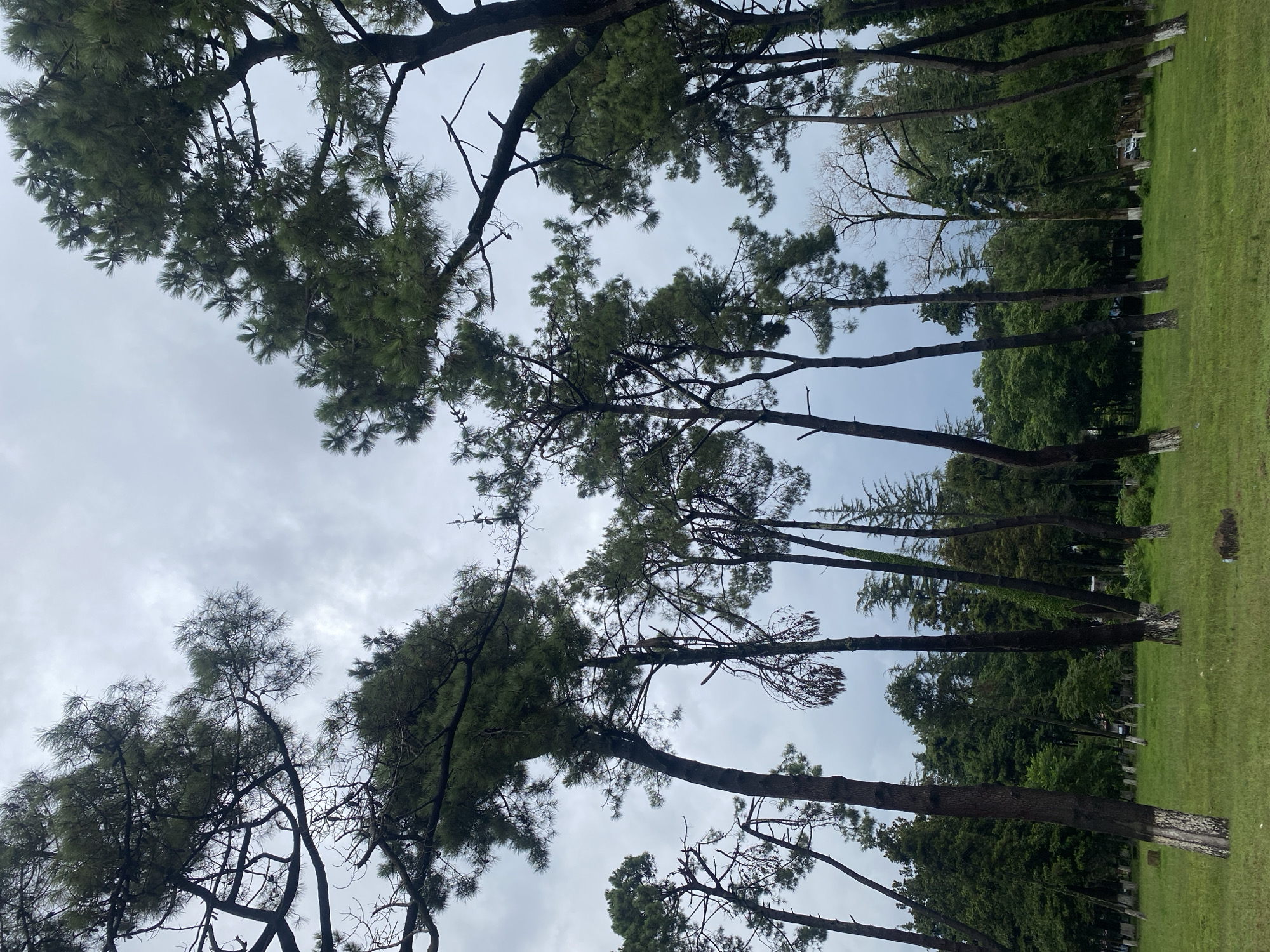 The image depicts a grove of tall pine trees with sparse foliage against a cloudy sky. The ground beneath the trees is covered with green grass, and in the background, a dense forest can be seen. The scene appears to be a park or a recreational area, possibly located in Ureki, Georgia, a Black Sea resort town known for its pine forests and magnetic sand beaches. There are no people or animals visible in the image, and the overall atmosphere is calm and natural. Some of the tree trunks are painted white at their bases, a common practice in some regions to protect them from pests or for aesthetic reasons. The lighting suggests an overcast day, possibly before or after a rain shower.