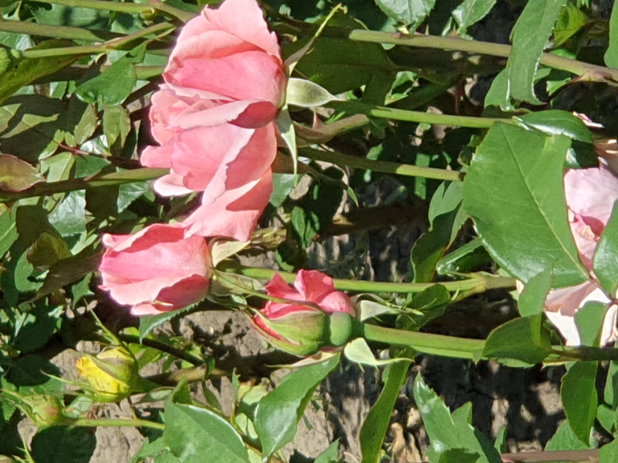 The image shows a close-up of several pink roses and rose buds in a garden. The roses are in various stages of bloom, with some fully open and others still tightly closed. Green leaves and thorny stems are visible around the flowers. The background appears to be a garden bed with dappled sunlight. The scene is likely in Novoivanivka, Ukraine, given the context. There are no people or animals in the image.