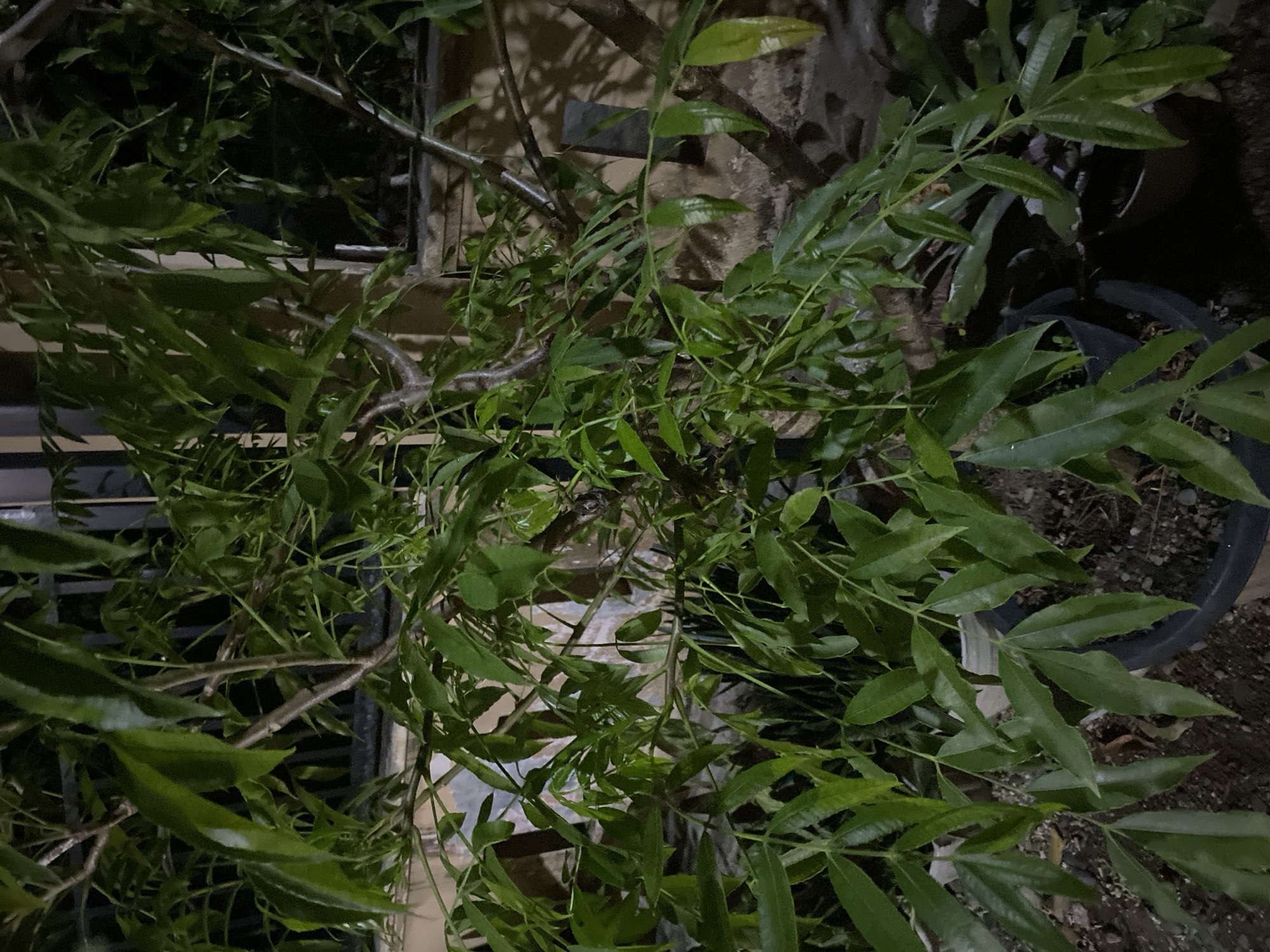 The image shows a close-up of a leafy plant with multiple branches. The leaves are compound, with several leaflets stemming from a central stalk. The leaves are a deep green and appear somewhat glossy. The branches are brown and textured. The plant is in a pot, and the ground around the pot appears to be made of soil and small stones. In the background, there is a dark fence and a wall that is partially illuminated, casting shadows. The lighting suggests that it is nighttime, and the scene is likely outdoors. There are no people or animals visible in the image. The location is described as Lambaro Kueh, Indonesia.