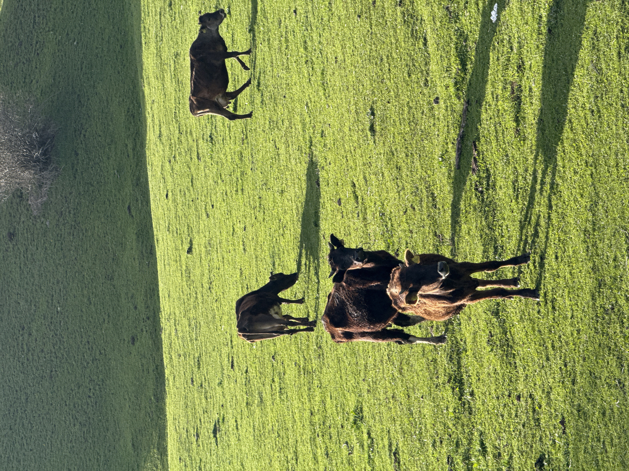 The image shows a grassy field in Margahovit, Armenia, with four brown cows grazing. One cow stands alone further up the field, while the other three are clustered together. A small bush is visible on the left side of the field, and shadows of trees are cast on the right.