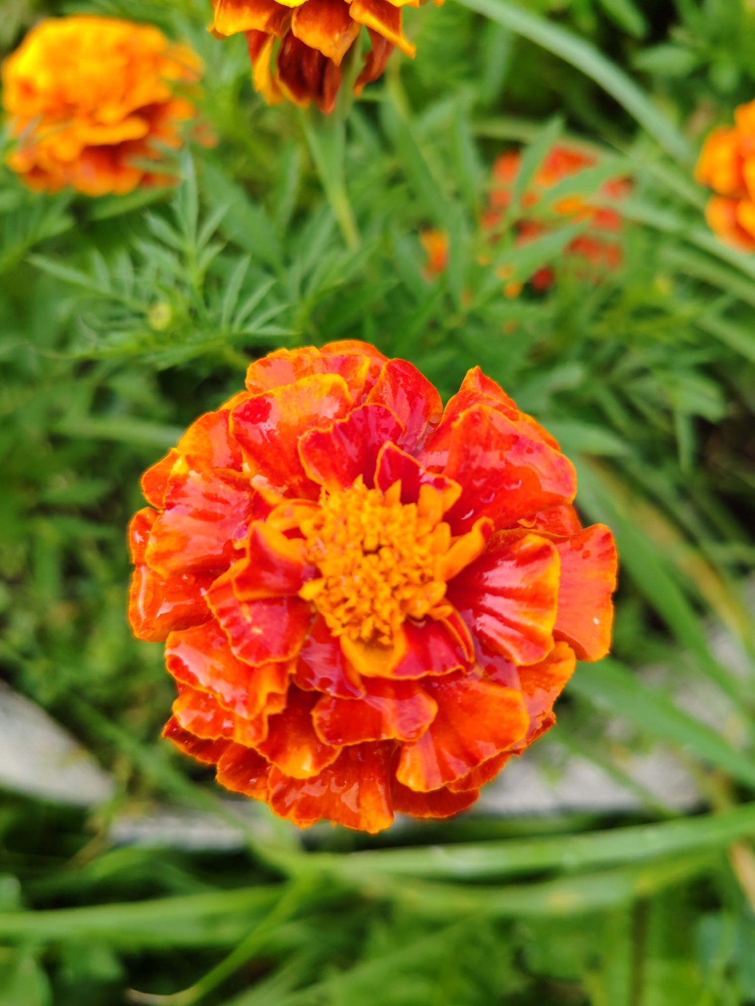 A close-up, top-down shot showcases a vibrant orange and red marigold flower with water droplets on its petals. The flower is in sharp focus in the foreground, with blurred green foliage and other out-of-focus marigolds forming the background. The image was captured in a garden setting in the city of Chukhloma, Russia. The lighting suggests an overcast day or diffused sunlight, highlighting the rich colors of the flower.