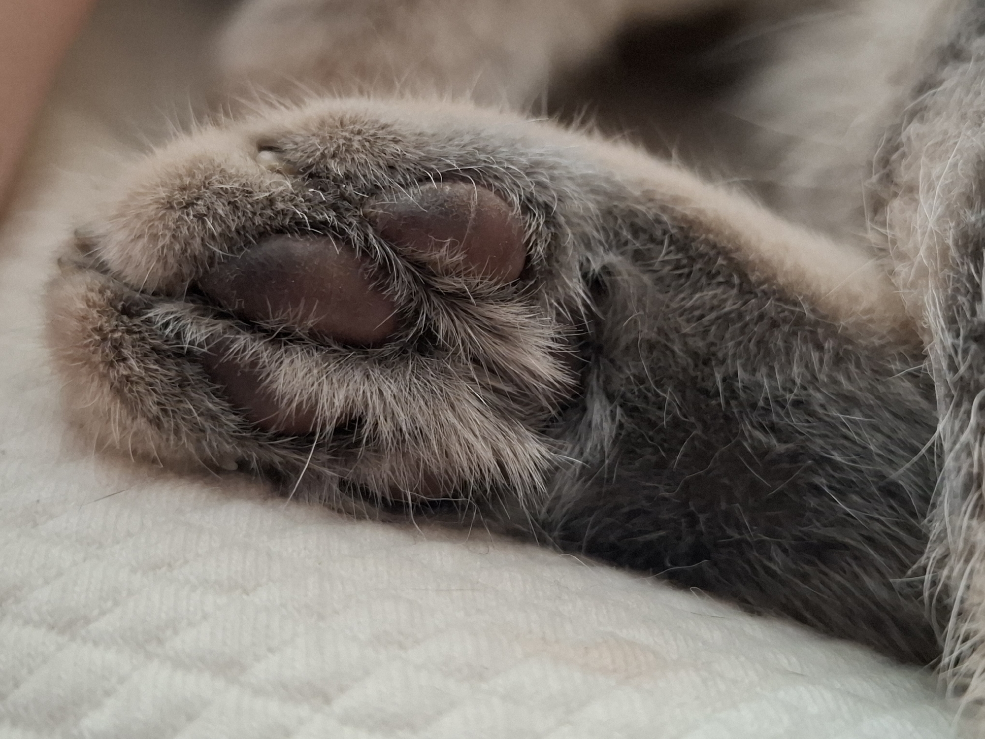 A close-up, high-magnification forensic view depicts the left front paw of a domestic feline, resting on a light-colored quilted textile surface. The paw is predominantly covered in dense, short to medium-length grey fur with lighter guard hairs visible around the pads. Four distinct, smooth, dark brown or reddish-brown toe pads are visible at the center of the paw, partially surrounded by fur. The claws are not visible, suggesting they are retracted. The surrounding area of the paw and a portion of the animal's leg, visible on the right, also consists of blurred grey fur. The background in the upper-left is indistinct. The quilted surface features a subtle pattern of parallel lines or a grid. The paw appears to be in a relaxed, resting state. The scene is located in the city of Novi Sad, Serbia.