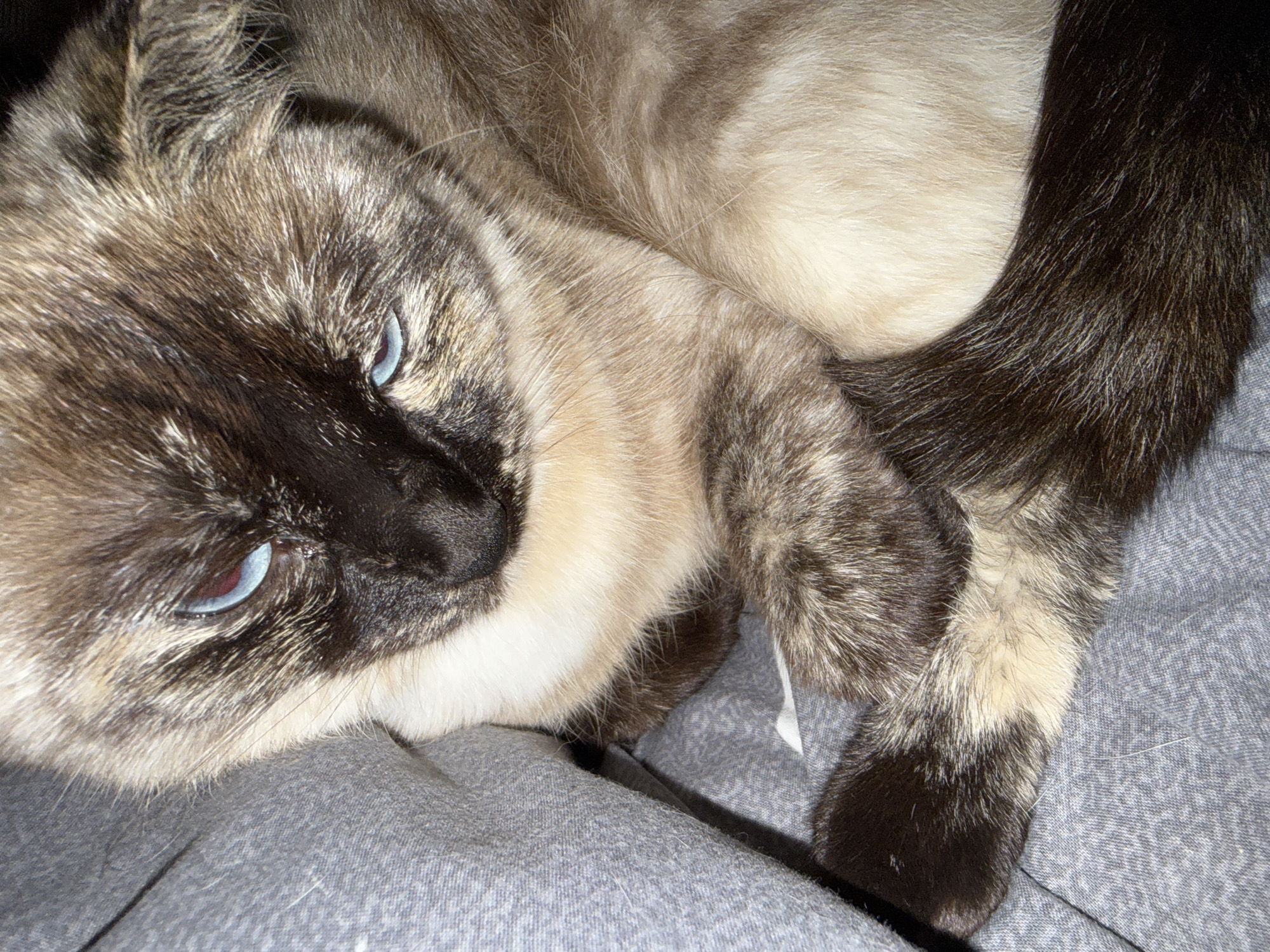 A close-up, eye-level shot shows a Siamese cat resting on a gray fabric surface. The cat’s fur is a mix of brown and cream, with darker brown points on its face, ears, and tail. Its blue eyes are partially closed, and its gaze is directed downwards. The cat appears relaxed, curled up with its tail wrapped around its body. The background consists of the gray fabric, which has a textured appearance. The lighting is soft, highlighting the cat's features and fur. The scene is indoors, likely in a domestic setting.