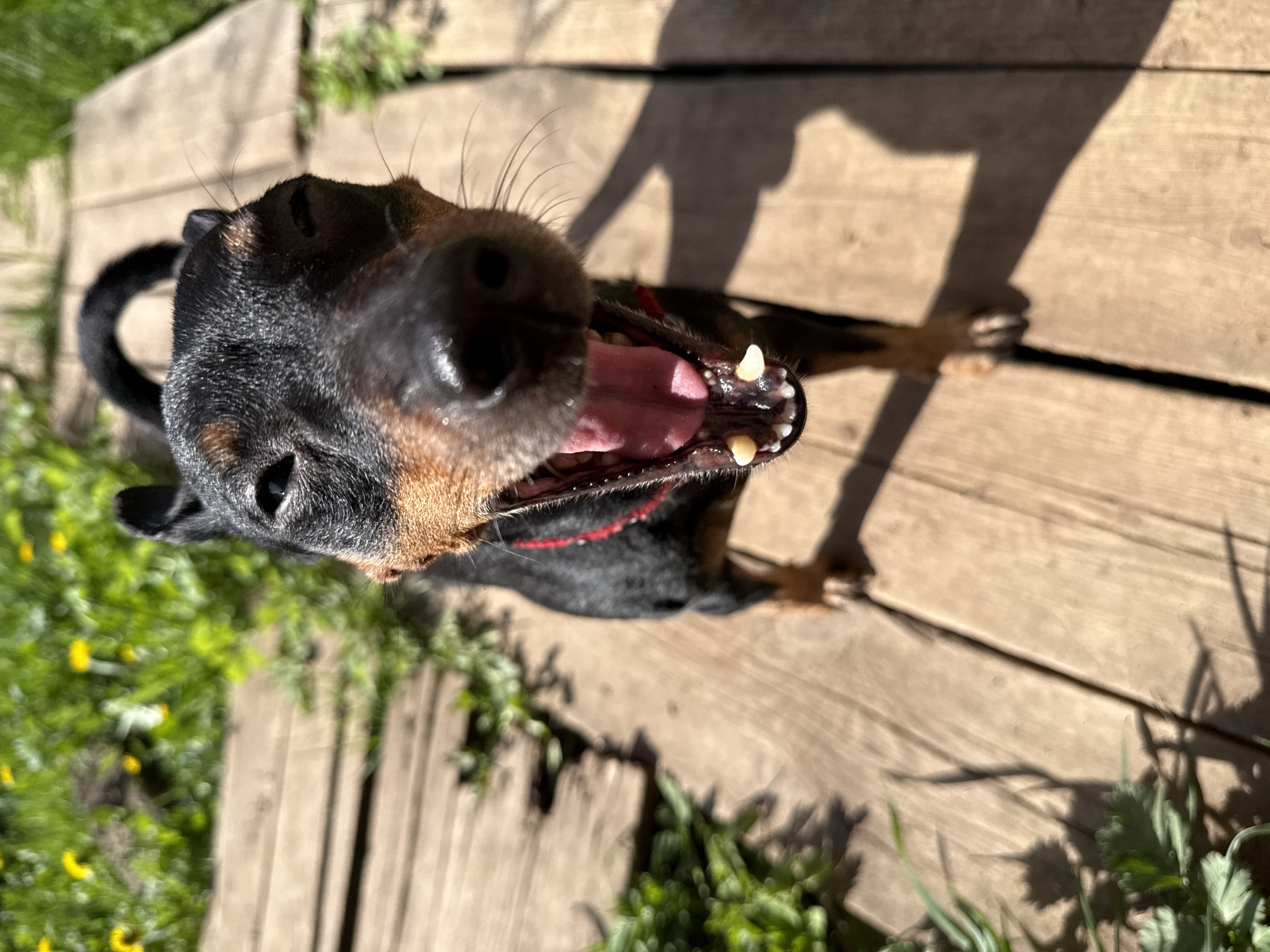 A high-angle, close-up photograph shows a black and tan Miniature Pinscher dog with its mouth open, revealing its tongue and teeth. The dog is positioned on a wooden deck, with the shadow of a person, presumable the photographer, visible to the right. Green vegetation is visible along the edge of the deck on the left. The location is unlikely to be Nizhnyaya Chermoda, Russia.