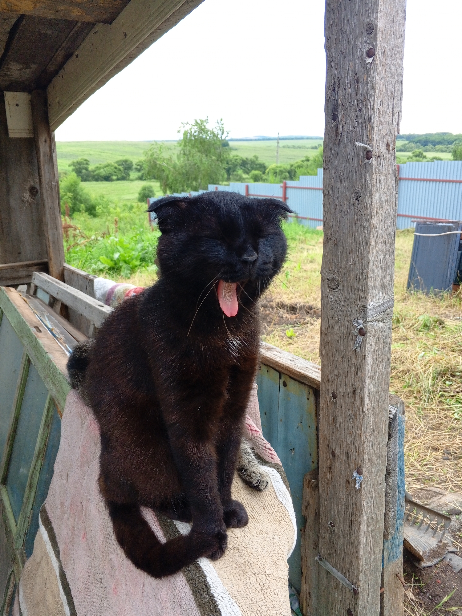 A black cat with folded ears is sitting on a striped blanket outdoors, yawning with its mouth open and tongue out. The cat is positioned on a wooden structure with a weathered beam to its right. In the background, there is a green, hilly landscape with trees and a light blue fence. The scene appears to be in a rural or semi-rural setting.