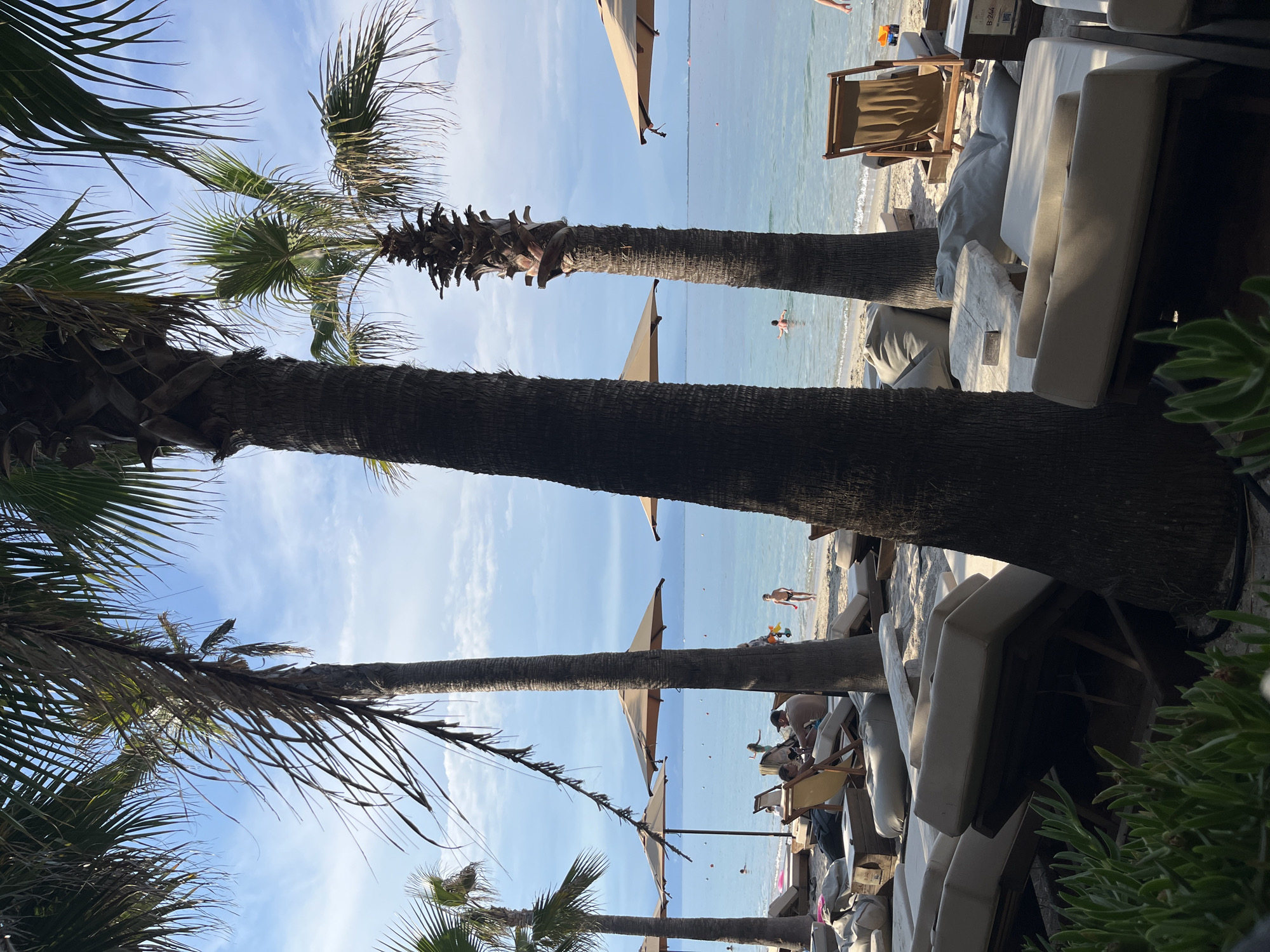 A tranquil beach scene unfolds in Thassos, Greece, under a partly cloudy sky. The foreground is dominated by lush green succulents and the lower trunks of several palm trees. Beyond them, a sandy beach is dotted with numerous sun loungers, some occupied by people relaxing. Beach umbrellas, in a muted tan color, provide shade over some of the seating areas. The gentle waves of the clear blue sea lap at the shore, where a few individuals are visible wading or swimming. In the distance, a faint, hazy shoreline is discernible. The overall atmosphere is one of peaceful relaxation and summer leisure.