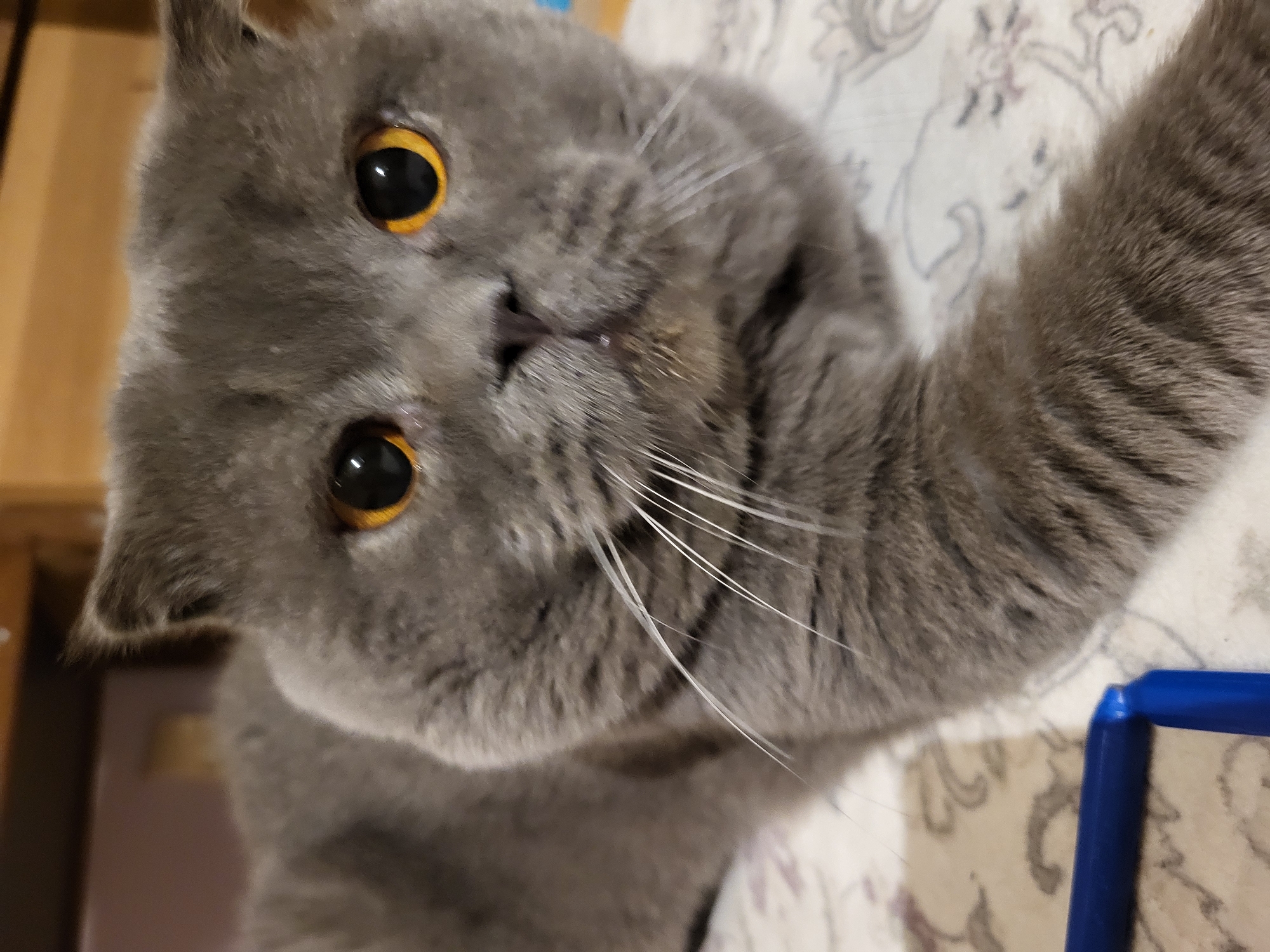 A close-up of a grey cat with yellow eyes is angled towards the camera. The cat has a round face and a paw extended. It is lying on a surface with a patterned design, possibly bedding or a blanket. A blue object is visible in the lower right corner of the frame. The location and city are unknown.