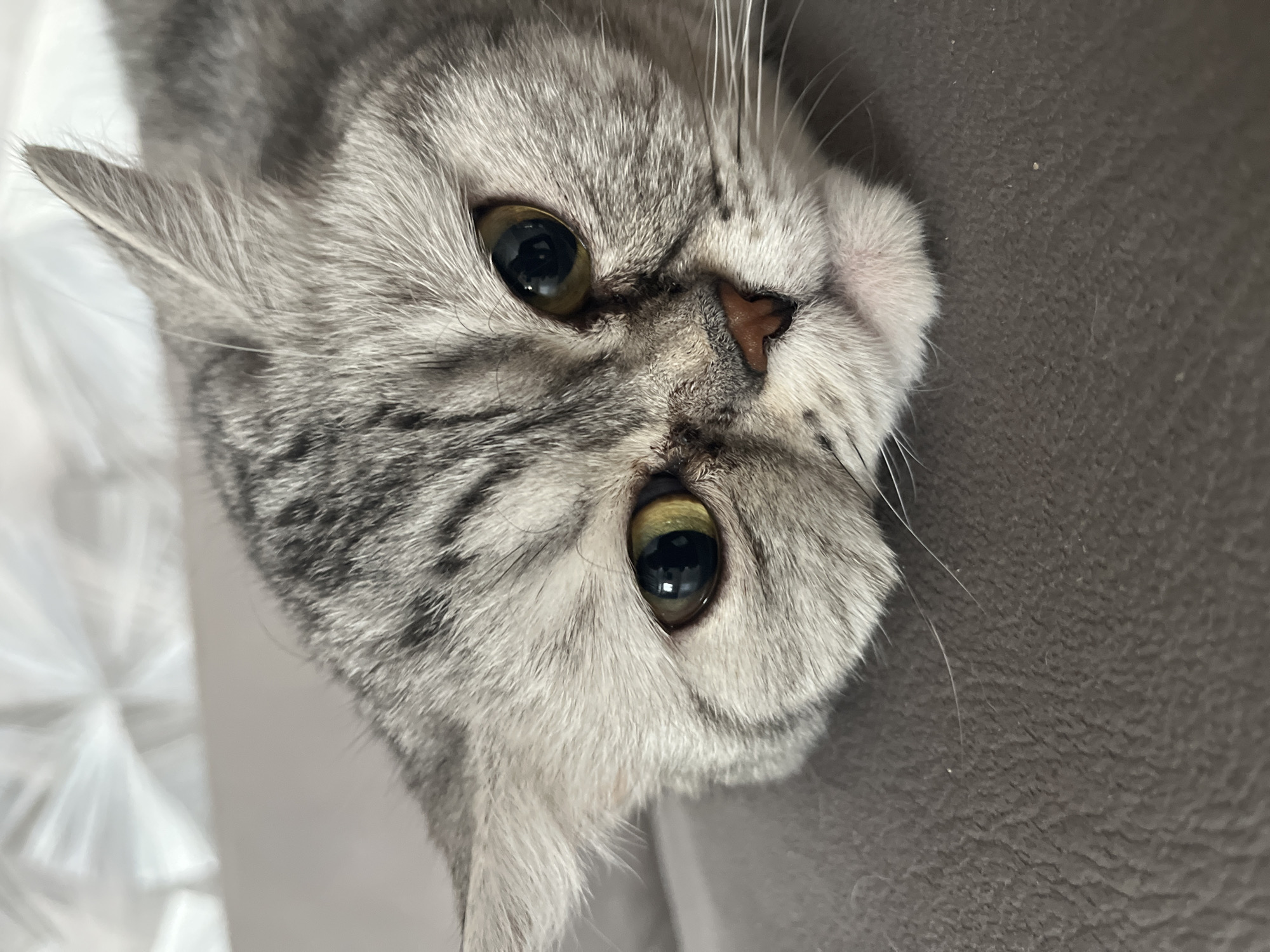 A close-up shot shows a grey tabby cat lying on a dark grey surface. The cat's head is tilted to the right. The cat has large, round, golden-green eyes with dilated pupils. Its nose is small and pinkish-brown. Its fur is a mix of grey and white, with darker grey stripes. The environment has no other objects or people. The location is not discernible from the image.
