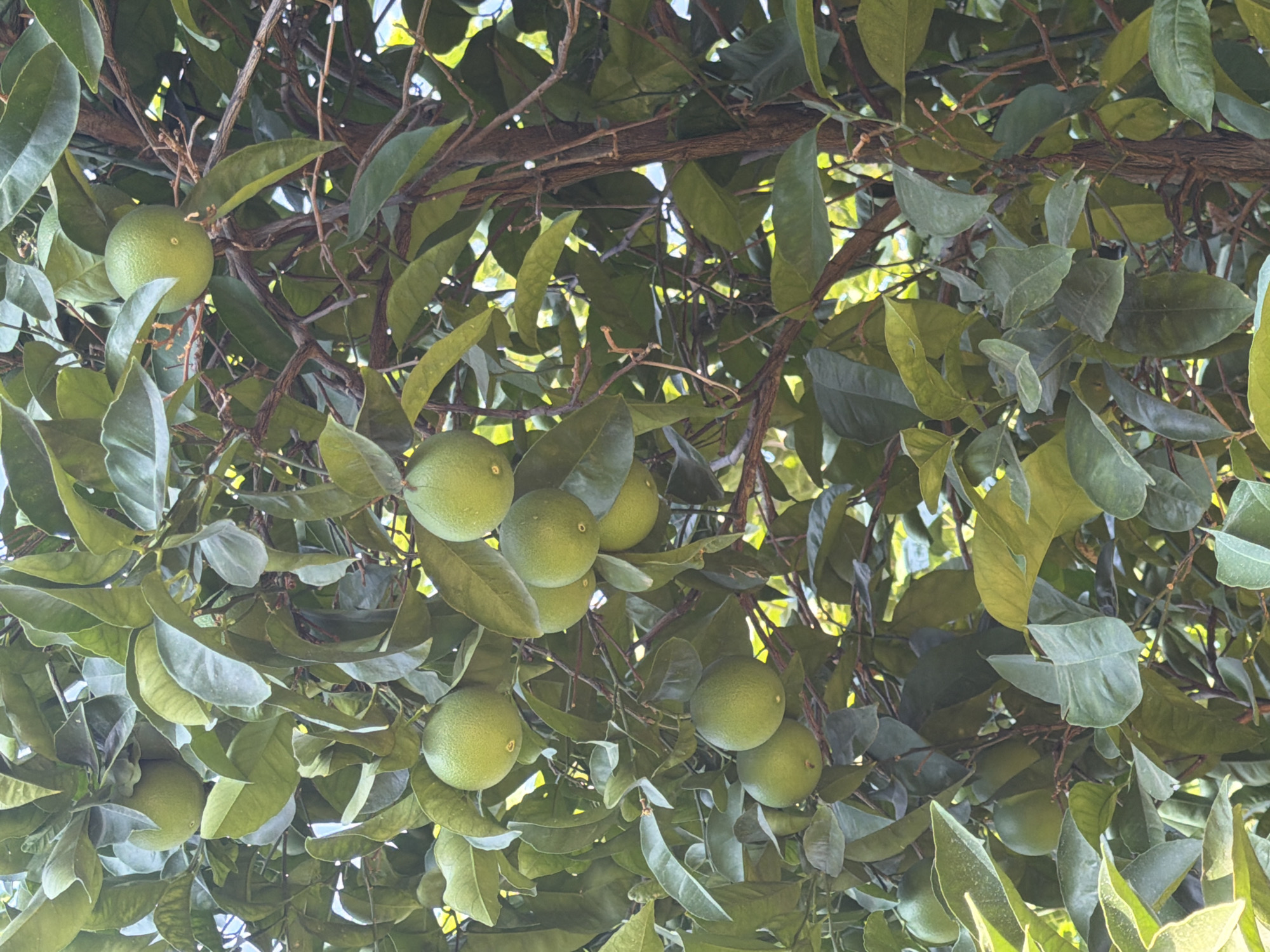 A close-up, vertical, outdoor shot shows a citrus tree laden with several green, unripe fruits. The tree has dark brown bark and is covered in dense, green foliage. The fruits are round and vary in size, some appearing larger than others. The lighting suggests it is daytime, with sunlight filtering through the leaves and creating bright highlights in some areas. The image does not contain any people or any identifiable landmarks that would indicate its location in Marmaris, Turkey. The scene is entirely focused on the tree and its fruit.