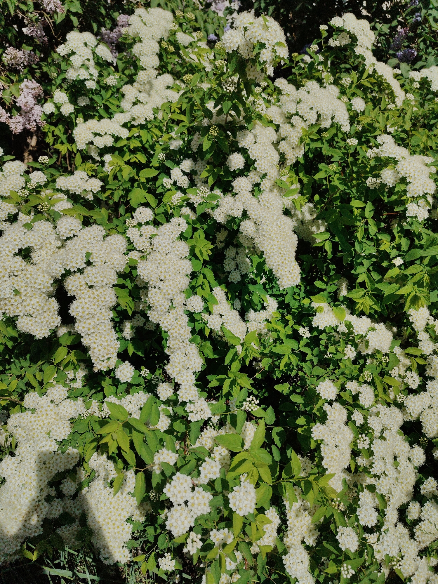 The image shows a dense cluster of blooming white flowers amidst green foliage, likely a shrub or bush. In the background, there are hints of other flowering plants with a lighter purple hue. The location appears to be outdoors, possibly a garden or park setting. The overall impression is of a vibrant, thriving plant life in an urban environment.