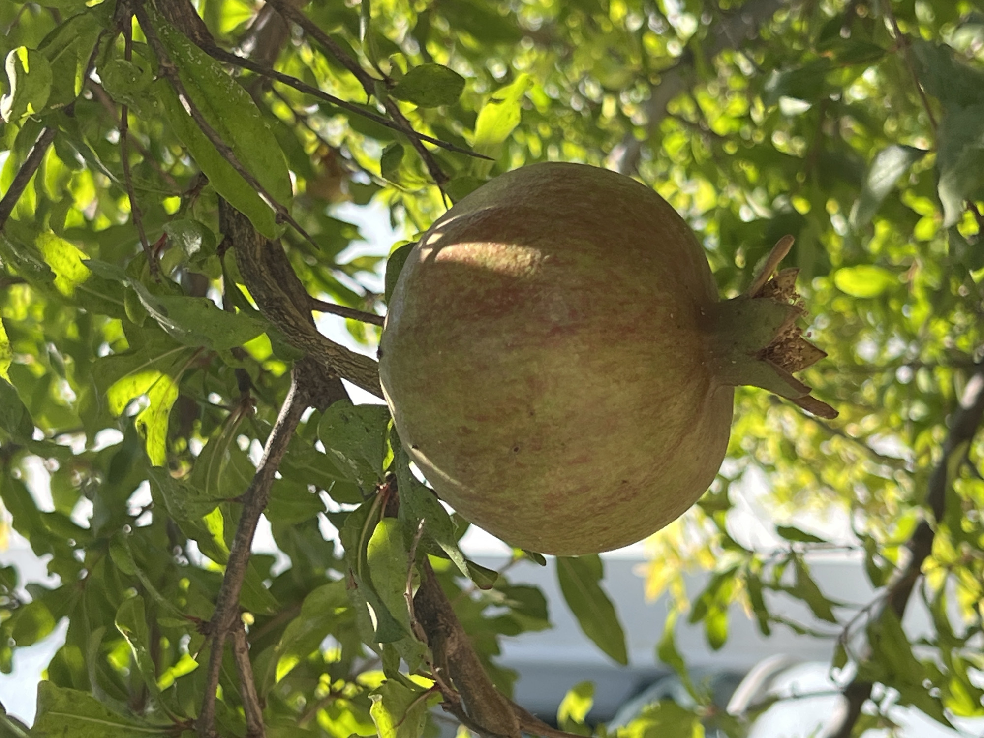 A single, unripe pomegranate hangs from a branch amidst lush green leaves. The fruit is round and predominantly green with subtle reddish blush, showing a slightly rough texture. Sunlight filters through the foliage, casting dappled shadows on the pomegranate. The background is a blur of green leaves and bright light, suggesting an outdoor setting in a garden or orchard. This image was captured in the city of Antalya, Turkey, on July 14, 2023.