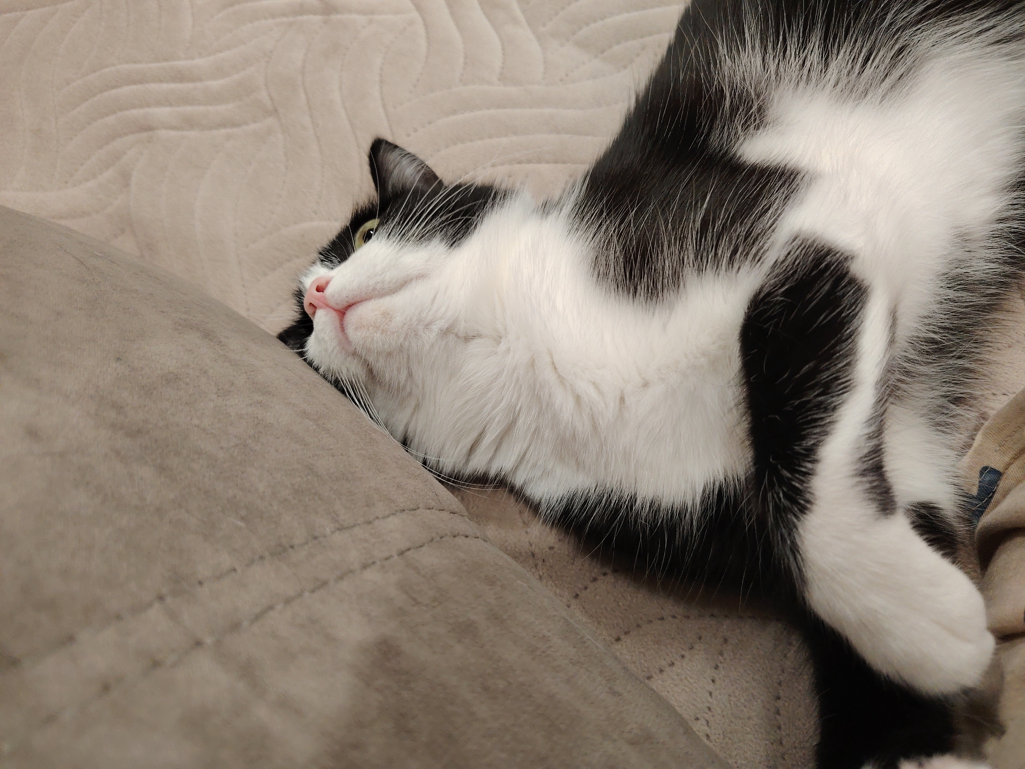 A black and white cat is lying on a tan couch, with its head resting on a raised portion of the couch. The cat is facing to the left of the frame, with its eyes open and looking upwards. Its pink nose and mouth are visible. The cat's fur is soft and fluffy, with distinct black and white patches. The couch appears to be made of a textured fabric, with subtle wavy patterns. The lighting is soft and even, casting no harsh shadows. The overall scene is one of comfort and relaxation.