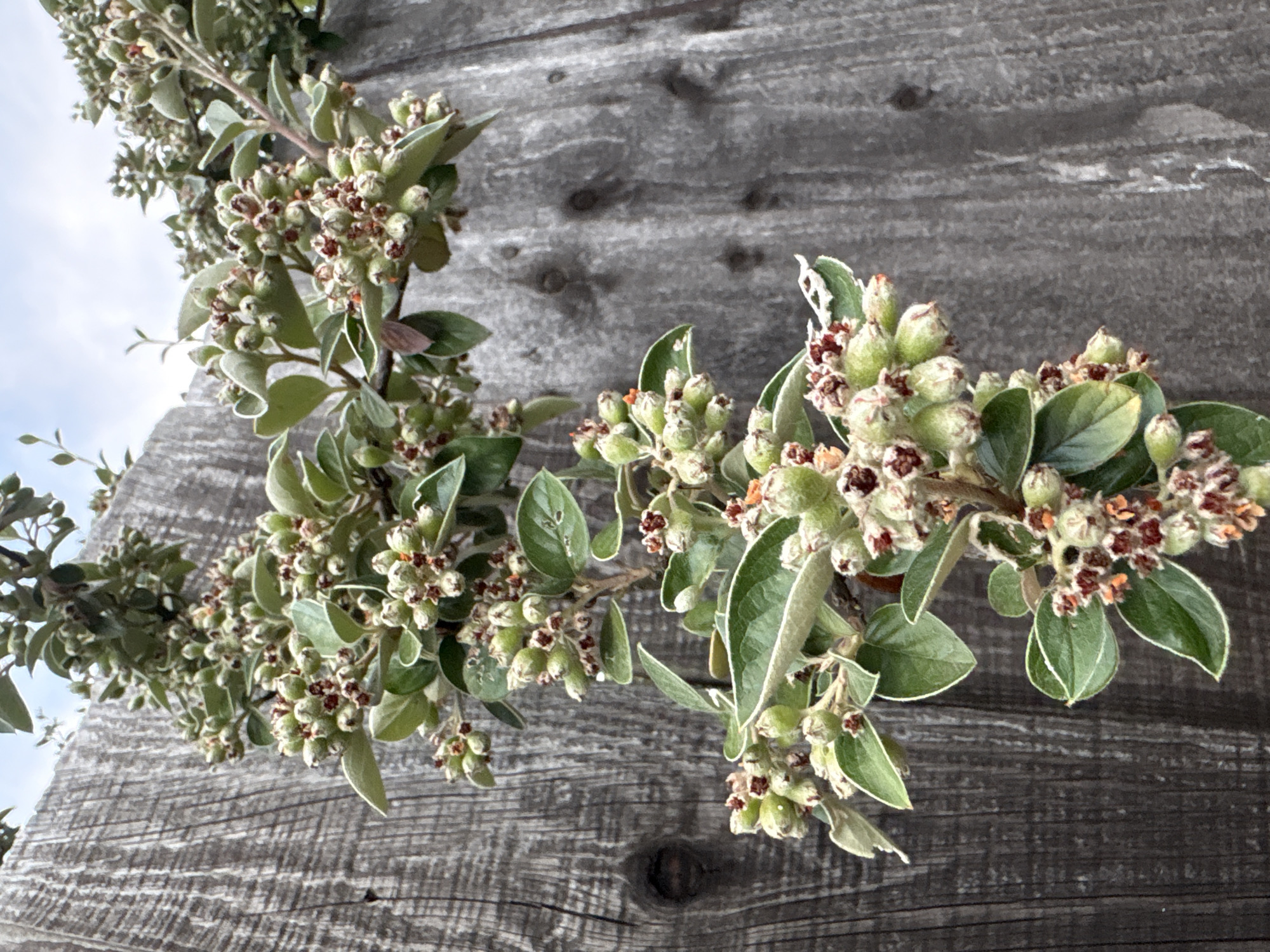 A close-up, vertical shot showcases a shrub with small green buds and fuzzy leaves growing along a weathered, grey wooden fence. The fence planks are oriented vertically and appear to be constructed of rough-hewn wood, with visible grain patterns and knot imperfections. Some planks exhibit a slightly darker, almost blackish hue compared to others, suggesting age and exposure to the elements. The shrub's branches, also covered in fine white fuzz, are laden with clusters of developing buds that are predominantly pale green, some tinged with reddish-brown tips. Small, dark green leaves with white, fuzzy edges emerge from the branches, interspersed with the bud clusters. The overall impression is one of nature encroaching on a man-made structure. The location is the city of Chelmsford, United Kingdom.