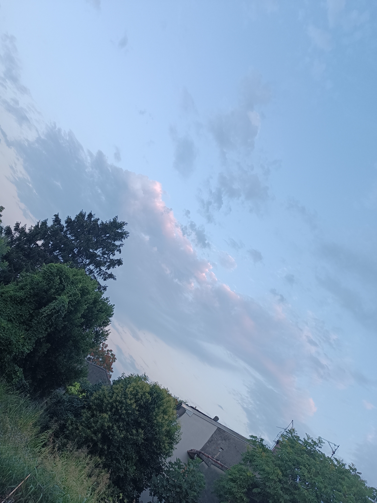 The image depicts a cloudy sky over a residential area in Viadana, Italy. Tall evergreen trees and lush green foliage dominate the foreground, with glimpses of rooftops and buildings suggesting an urban or suburban setting. The sky is a pale blue with streaks of white and pink clouds, indicating either early morning or late evening light. No people or specific actions are visible. The scene is captured from a low angle, looking upwards towards the sky and trees.