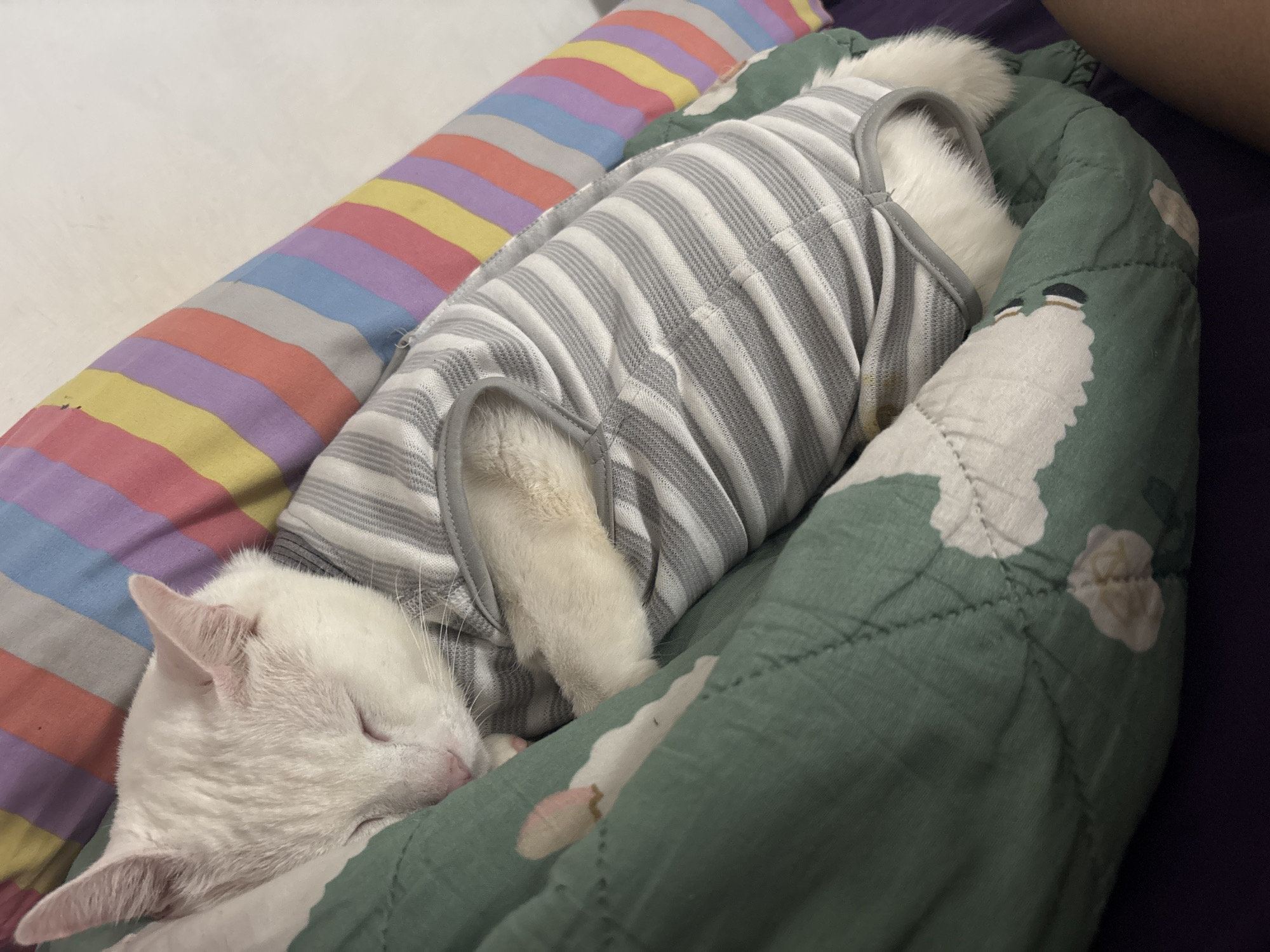 A white cat is sleeping in a bed. The cat is wearing a grey and white striped shirt. The cat is lying on a green comforter with white flower designs. There is also a colorful striped pillow nearby.
There is not enough information to determine the location in the city of North Jakarta, Indonesia.