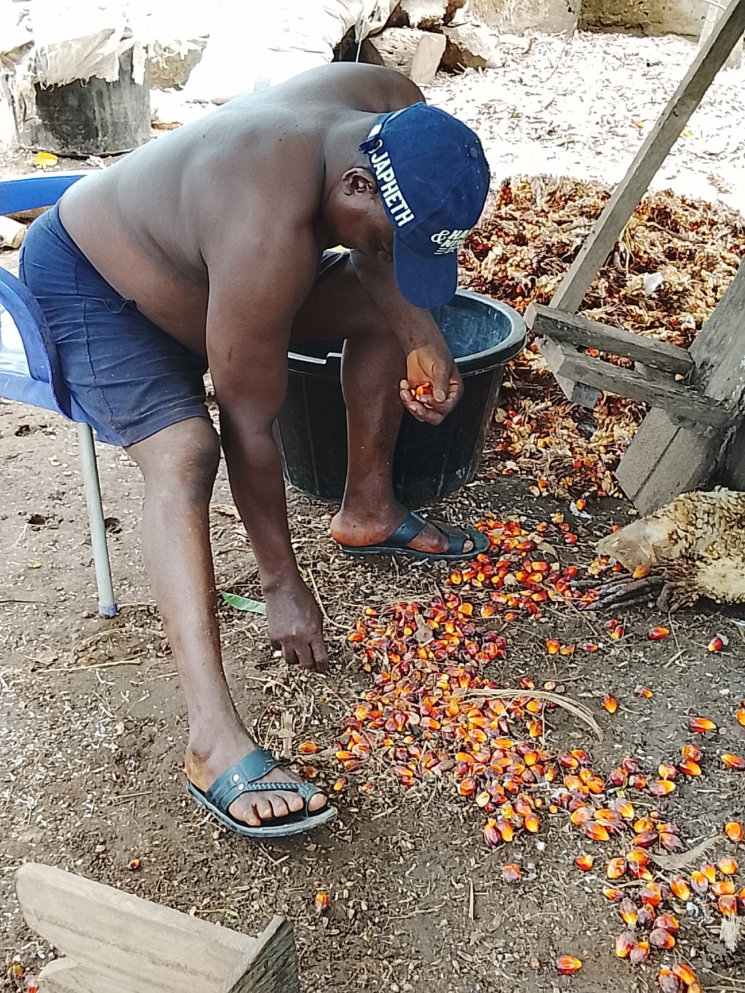 An adult man is seated on a blue plastic chair outdoors, wearing dark blue shorts, sandals, and a blue baseball cap with "JAPHETH" written on it. He is shirtless and appears to be sorting through a pile of reddish-orange palm nuts on the ground. He is holding some nuts in his left hand. A black plastic bucket sits next to him. The ground is covered in dirt and scattered palm nuts. Behind him is a pile of dried palm fruit husks. The setting appears to be rural, possibly near a farm or plantation. The location is Akwanga, Nigeria.