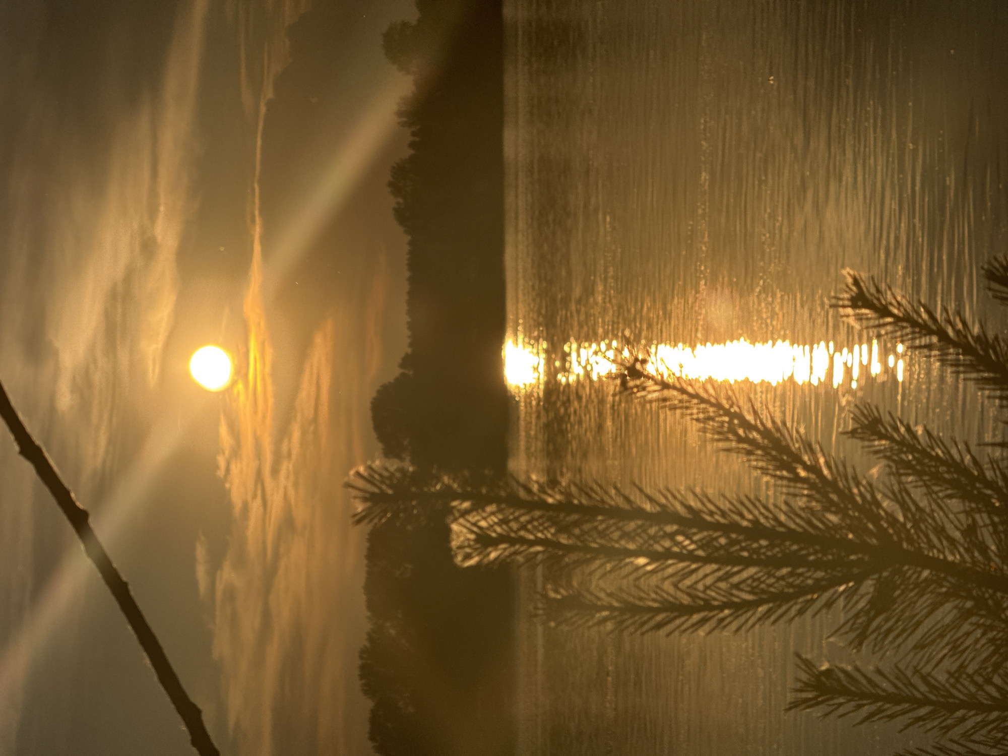 This is a vertically oriented, close-up, nature photograph taken during sunset, likely in or near Chaikovsky, Russia. The foreground features a dark silhouette of evergreen branches. Beyond the branches, a wide body of water, possibly the Kama River, reflects the warm, golden light of the setting sun. The sun, a bright orb with visible rays, is partially obscured by clouds, creating dramatic lighting. The horizon is lined with a dark silhouette of trees. The overall impression is one of a serene and tranquil evening scene.