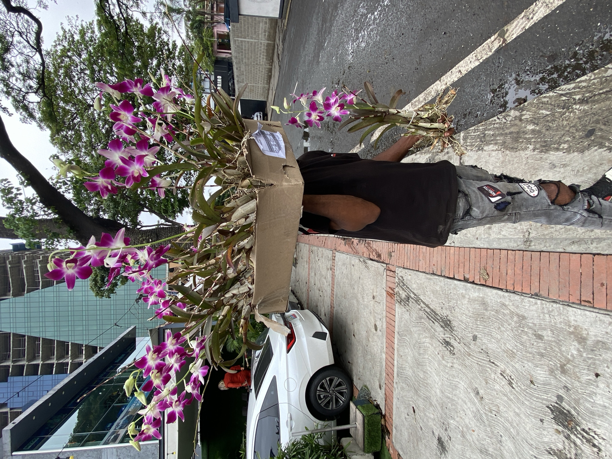 A person stands on a concrete sidewalk beside an asphalt road, carrying multiple large bundles of vibrant purple and white orchids. The individual, a man with dark skin, wears a black t-shirt and ripped grey jeans with patches, one of which visibly says "GOLD" and another "MOKATOS." He holds one bundle of orchids by hand, revealing its roots, while a much larger cluster of orchids is held within a cardboard box he carries. The orchids, characterized by their numerous blooms and green foliage, appear to be a type of Dendrobium.
The setting is an urban or semi-urban environment in Caracas, Venezuela, under bright daylight. In the background, tall green trees reach towards the sky. Modern buildings with reflective windows are visible, some appearing partially constructed or reflecting the surrounding environment. A white car, identifiable as a Honda Civic, is parked on a textured concrete surface adjacent to the sidewalk. The asphalt road features a white painted line and several wet patches, suggesting recent rain or watering. A white label, likely a shipping or address label, is affixed to the cardboard box. Partial text "BRINO" is visible on a distant building.