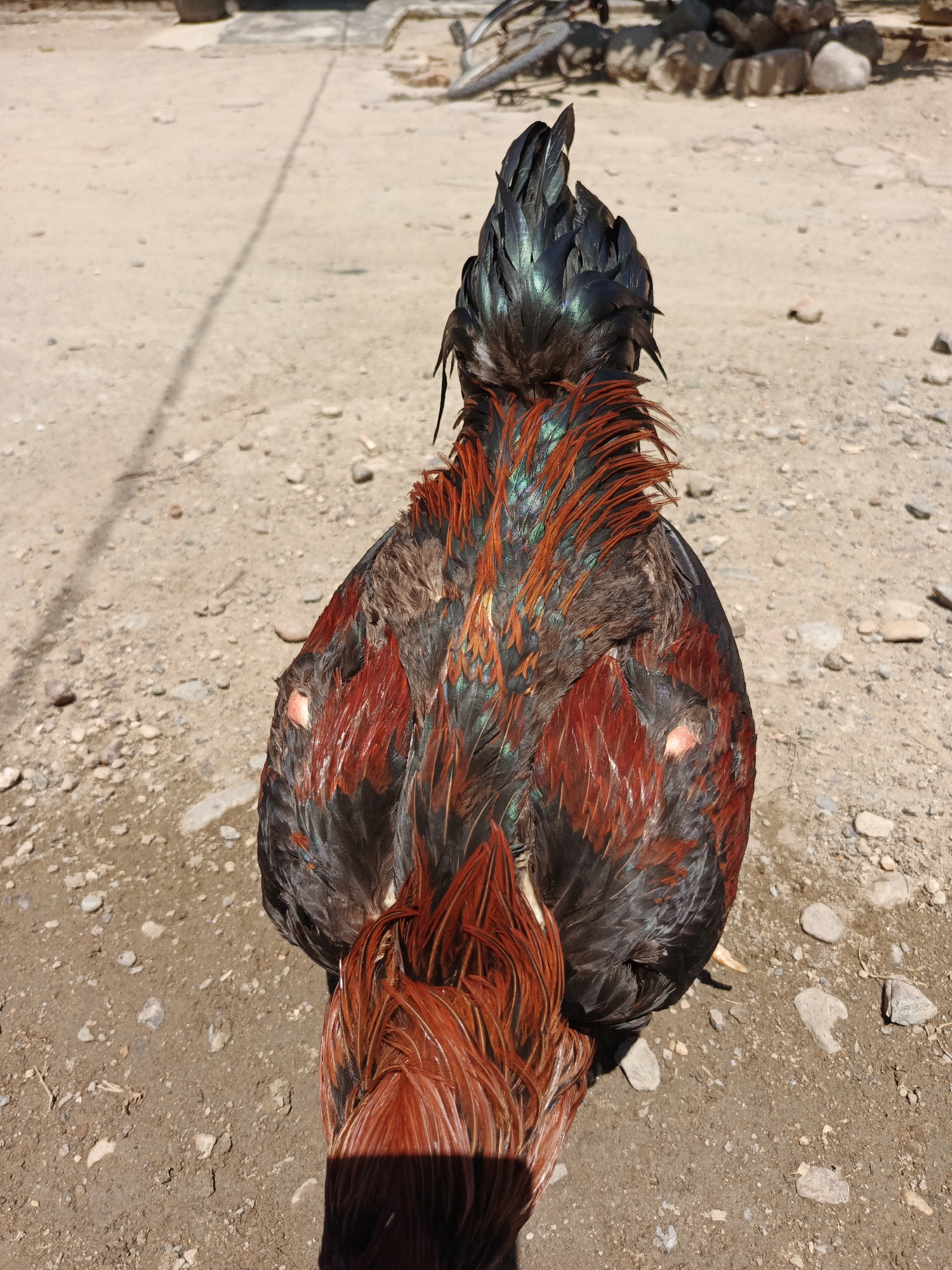 A close-up, rear-view shot shows a rooster standing on a dirt and gravel surface. The rooster has black and iridescent green feathers on its head and neck, transitioning to a mix of brown, black, and red feathers on its back and wings. The tail feathers are primarily orange-red. Patches of bare skin are visible on the bird's wings. The background includes a dirt road and a pile of rocks and debris. The scene is sunlit. The location is likely Lhokseumawe, Indonesia.