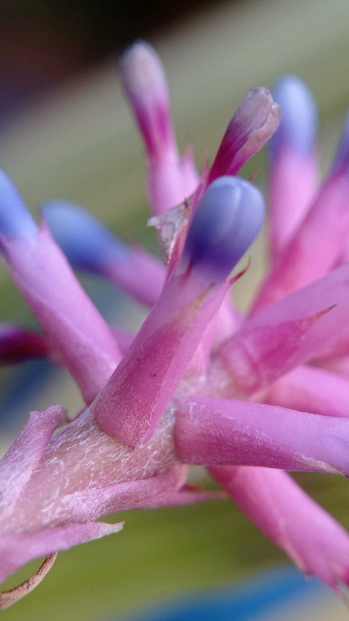 The image is a close-up, macro photograph of a vibrant pink and purple flower. The flower has tubular petals, with some tipped in a light blue color. The focus is shallow, with the background blurred into soft green and dark tones, suggesting an outdoor setting. The texture of the petals is visible, appearing slightly fuzzy or fibrous. No people or specific landmarks of Batu, Indonesia are identifiable in this abstract floral composition.