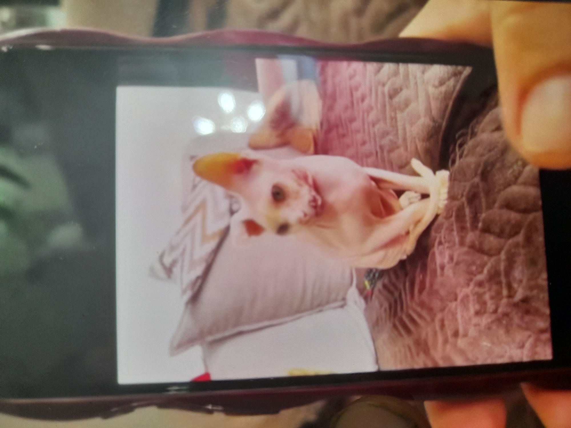 The image displays a close-up of a smartphone screen, held by a person's fingers, which is showing a photograph. The photograph is of a light-skinned Sphynx cat sitting on a textured, reddish-brown blanket. The cat is facing left, with its ears perked and a slight smile visible. Behind the cat are pillows with a chevron pattern in shades of pink and white. The background of the photograph is out of focus, with blurred lights suggesting an indoor setting. There is no information or visual element within the image that suggests a location in Adrasmon, Tajikistan. The scene depicted is confined to the photograph on the phone screen and the partial view of the person holding the phone.