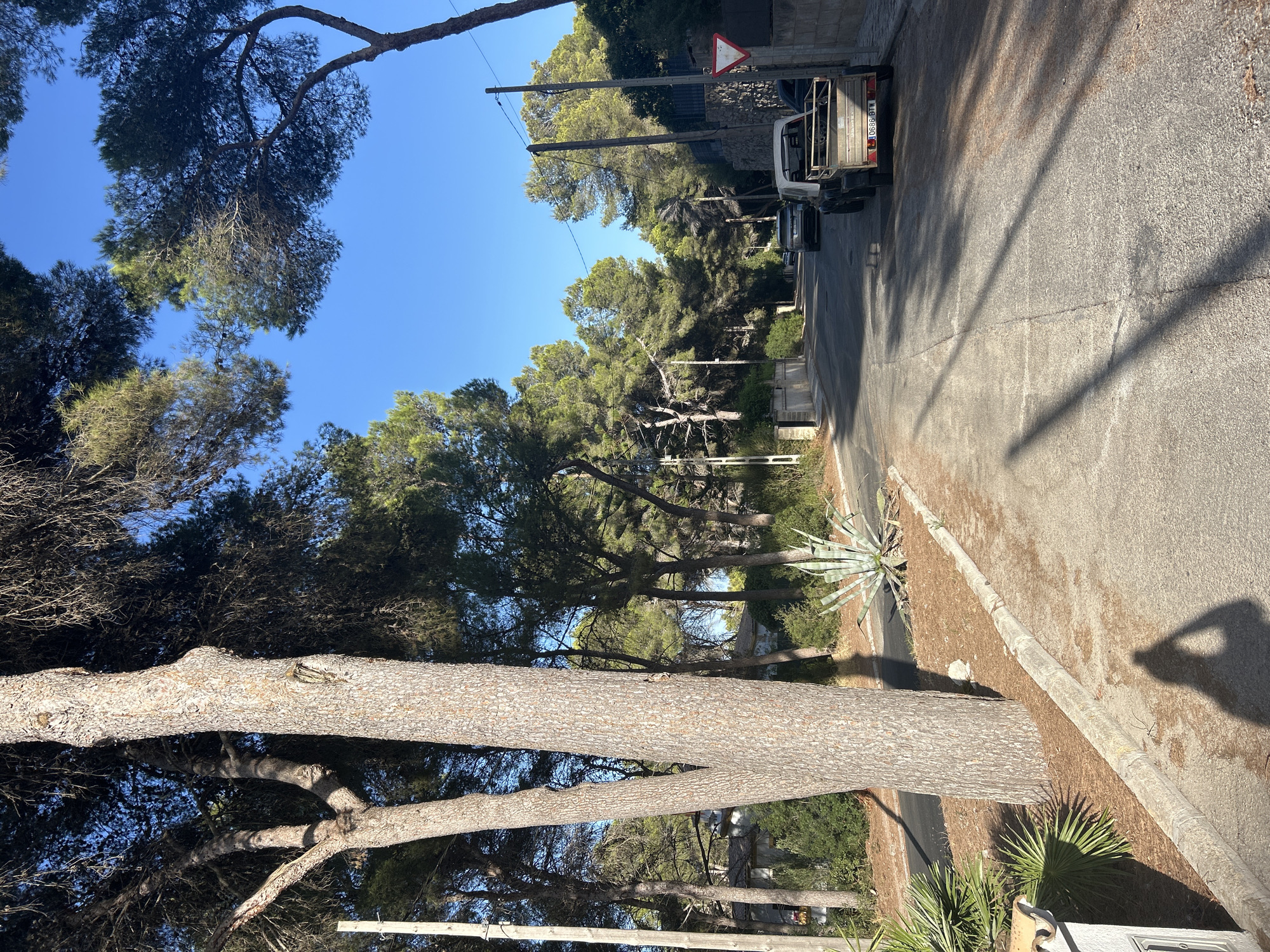 The image depicts a residential street in Capdepera, Spain, characterized by lush pine trees lining both sides of the asphalt road. A large pine tree trunk dominates the left foreground, with its branches extending upwards and casting shadows. To the right of the tree, a spiky succulent plant, possibly an Agave, is visible on a mulched embankment. The road recedes into the distance, with a slight curve. Two vehicles are parked on the right side of the road: a white trailer hitched to a vehicle, and further up, a dark-colored SUV. Power lines are strung overhead, supported by wooden poles. A triangular yield sign is mounted on a pole on the right side of the road. The sky is clear and blue. The scene appears to be a quiet, sunny day in a Mediterranean coastal town.