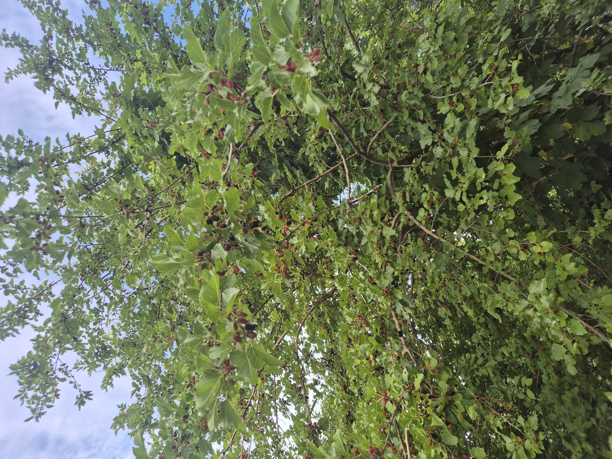 In Sozonivka, Ukraine, an image captures a dense canopy of a mulberry tree laden with ripe, dark red and black mulberries. The leaves are a vibrant green, interspersed with the small, elongated fruits. The branches are thick and woody, creating a complex network that supports the abundant foliage and fruit. The sky, visible in patches through the leaves, is a bright blue with scattered white clouds. The scene suggests a natural, outdoor setting within the Ukrainian city.