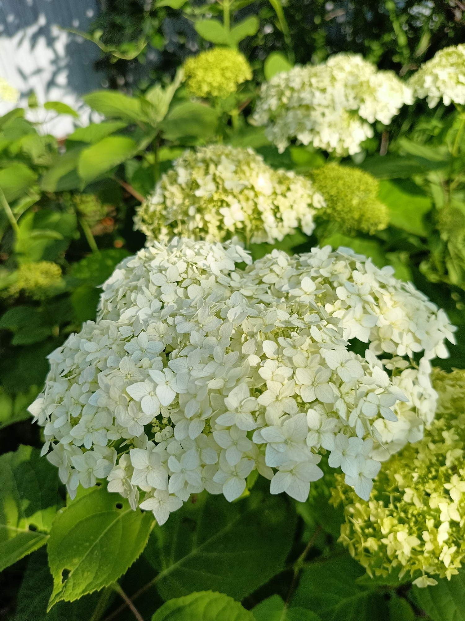The image is a close-up, eye-level photograph of several clusters of white hydrangeas. The flowers are the main subject, with the largest cluster in the foreground, filling the majority of the frame. These flowers are a bright white, composed of numerous small, delicate petals. Behind this prominent cluster, other hydrangea blooms are visible, some appearing slightly younger and still tinged with green, while others are fully white.
The setting is outdoors, with lush green hydrangea leaves providing a backdrop. Sunlight filters through the leaves, creating dappled light and shadows on the petals and foliage. The lighting suggests it is daytime, possibly late afternoon or early morning given the warm tones and the way the light hits the flowers. The background is blurred, indicating a shallow depth of field, which further emphasizes the hydrangeas. To the upper left, a hint of a textured surface, possibly a fence or wall, is visible, partially obscured by leaves and shadows. There is no text present in the image. The overall mood is serene and natural, highlighting the beauty of the blooming flowers in what appears to be a garden setting in Lagovskoe, Russia.