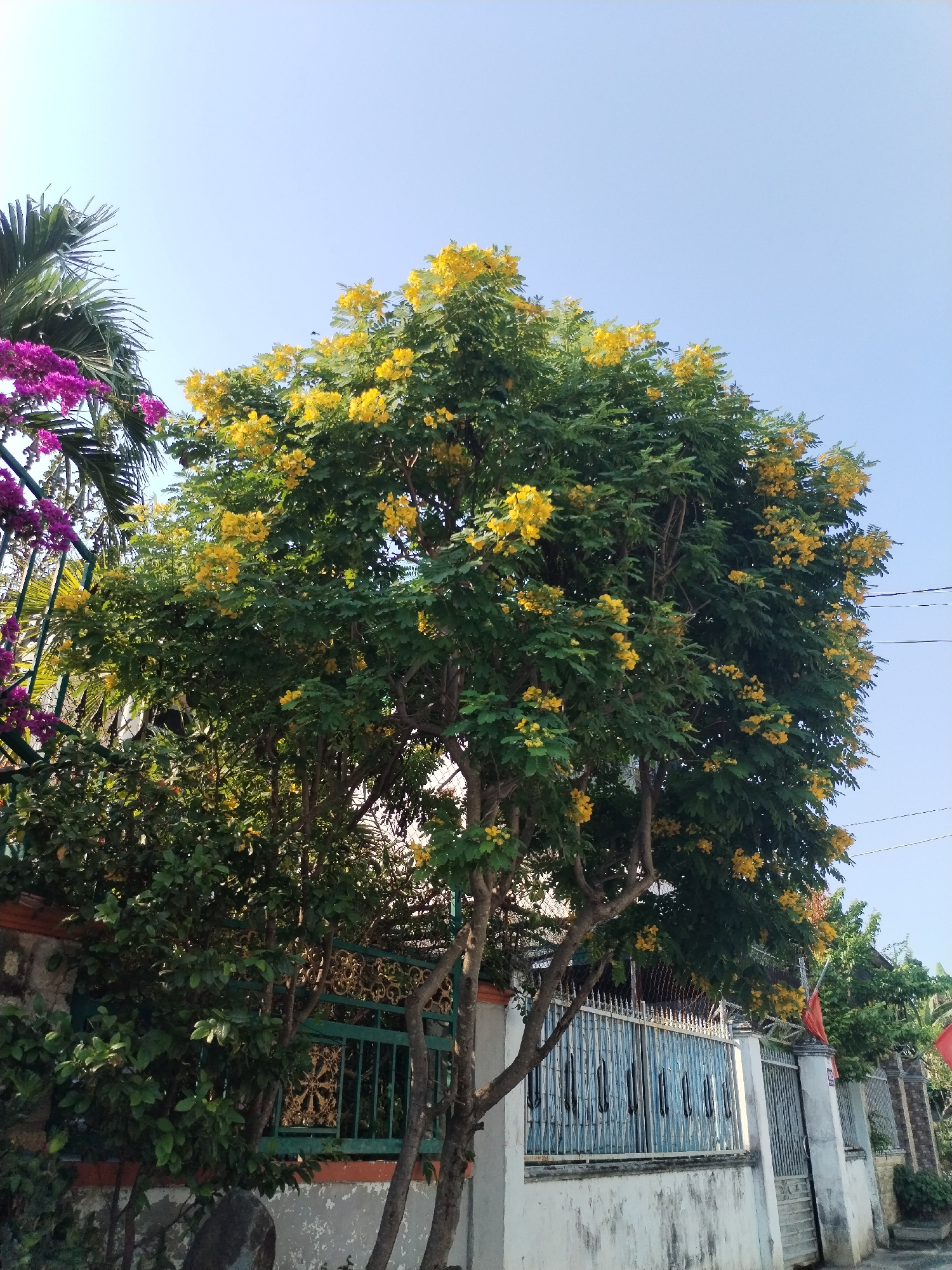 The image shows a vibrant tree with yellow flowers in full bloom, situated near a building and a fence. Adjacent to the tree, there are other leafy plants and what appears to be bougainvillea with pink flowers. The sky is clear and light blue. The scene is likely in a residential area, as indicated by the fences and buildings. The presence of the tree and flowers suggests a pleasant environment. This scene is captured in Bac Nha Trang Ward, Vietnam.