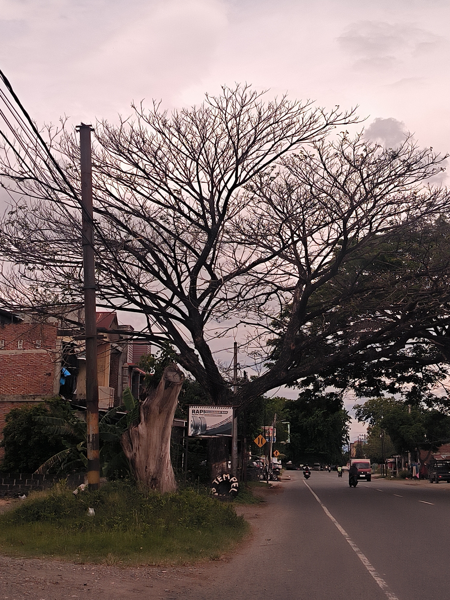 The image presents a roadside scene in Ujong Duabelas, Indonesia, under an overcast sky that casts a soft, pinkish-grey light, suggesting either early morning or late afternoon. Dominating the frame is a massive tree, its left half a striking silhouette of bare, intricate branches against the sky, while its right half is densely covered in vibrant green foliage.
To the left of the tree stands a tall utility pole laden with numerous wires, partially obscuring brick and other building structures behind it. A blue tarp is visible on one of these buildings. In the immediate foreground, a large, light-colored tree stump emerges from a patch of green grass and smaller plants. Several commercial signs are visible near the stump; one clearly reads "RAP VULKANISIR BAN," indicating a tire retreading or repair service, and another partially visible sign displays "TEMPEL."
The asphalt road, marked with a white dashed center line, extends into the distance on the right side of the frame, curving slightly. Everyday traffic is evident, with multiple motorcycles and a red truck moving along the road. Further down, additional yellow road signs are visible, though their specific messages are not discernible. The scene captures a tranquil moment of daily life in a semi-urban or rural setting, characterized by the interplay of natural elements and human infrastructure.