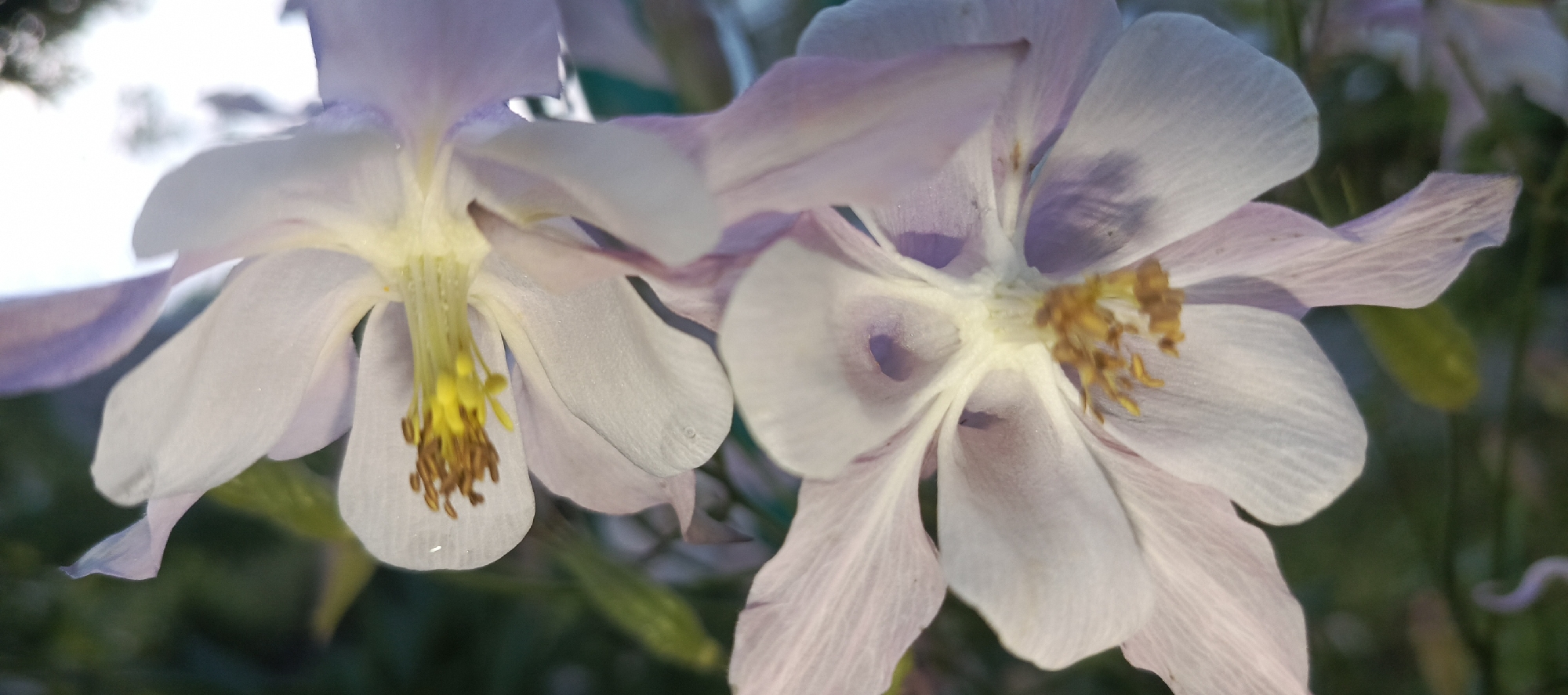 Two light purple columbine flowers are in focus in the foreground, with their delicate petals and yellow stamens clearly visible. The flower on the left is closer and more sharply defined, showing its intricate inner structure. The flower on the right is slightly behind and to the right of the first, with some of its petals overlapping. The background is a soft blur of green foliage and hints of a bright, out-of-focus sky, suggesting an outdoor setting. The image appears to have been taken in the SNT (Gardeners Non-profit Partnership) area of Merchalovo, Russia, indicated by the metadata, implying a natural garden environment. There are no people or any discernible action taking place within the frame.