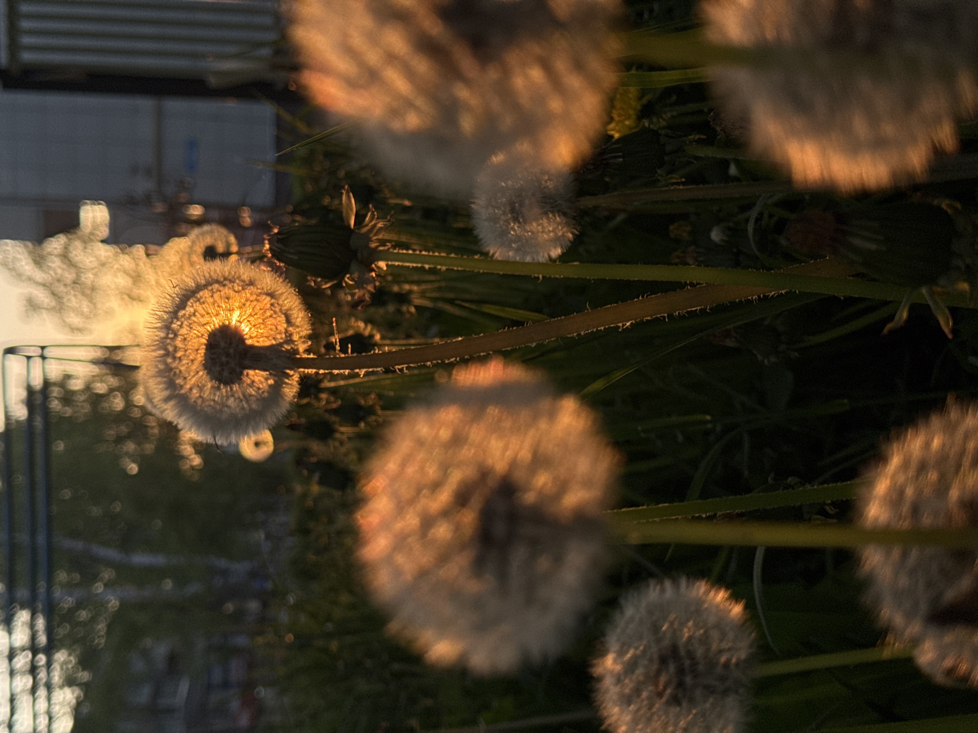 The image features a collection of dandelion seed heads, some in sharp focus while others are blurred. The background suggests an urban setting, with a building visible and what appears to be a fence. The lighting indicates either sunrise or sunset, with a warm golden hue illuminating the dandelion heads and creating a backlit effect. The dandelions are in various stages of seed dispersal, with some retaining their spherical shape while others show seeds detaching. The grass and other vegetation around the dandelions are green and contribute to the overall natural setting juxtaposed against the urban backdrop. Given the prompt, the location is speculated to be in the city of Chaikovsky, Russia.