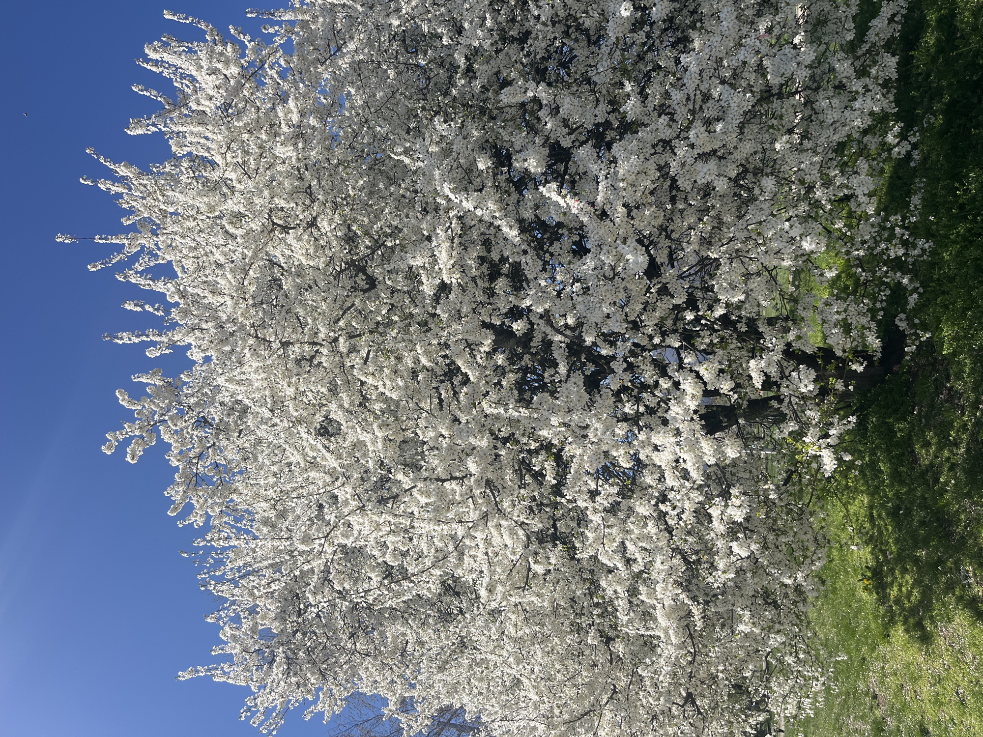 The image shows a tree heavily laden with white blossoms against a clear blue sky and green grass. The location cannot be determined to be Sofia, Bulgaria from the visual content alone.