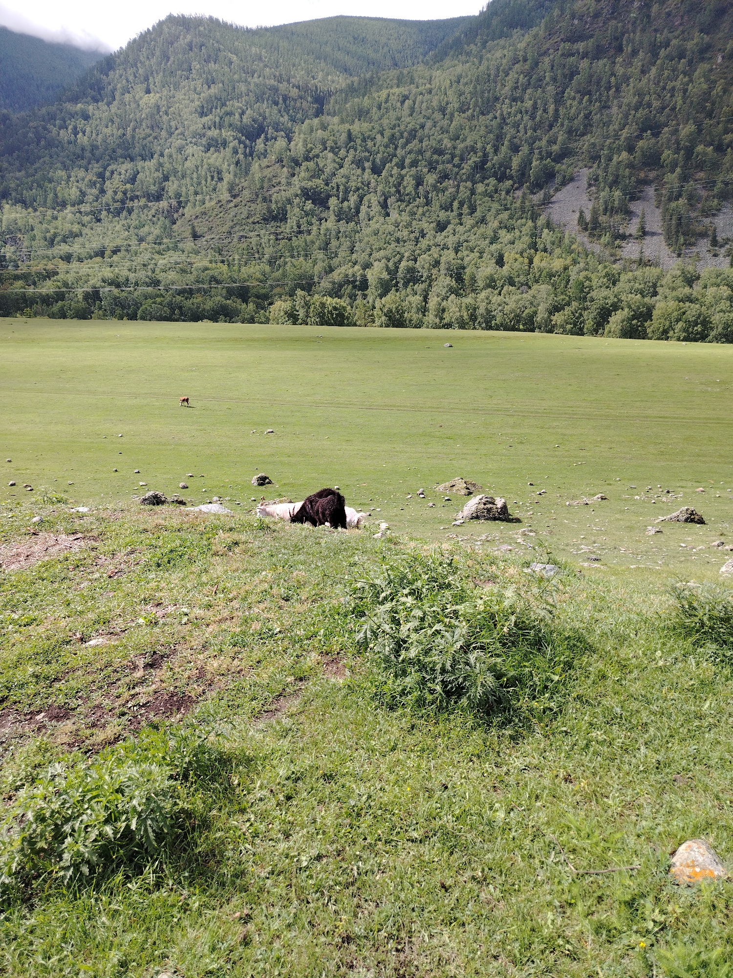 This is a landscape photograph taken in Iodro, Russia. In the foreground, there is a grassy hill with some sparse vegetation. In the midground, a large green field stretches out, dotted with rocks. Two animals, possibly yaks, are lying down in the field, one white and one dark brown. Further in the distance, a small brown animal, possibly a deer, is standing in the field. The background is dominated by a steep, tree-covered mountain. Several power lines are visible running across the slope of the mountain. The sky is partly cloudy.