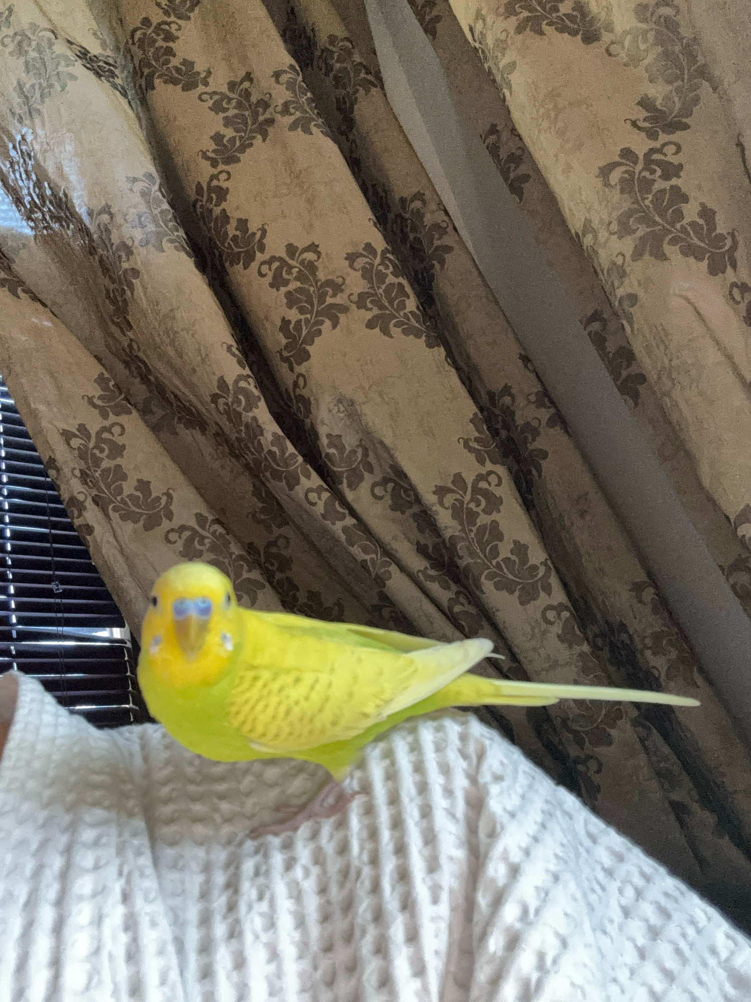 A bright yellow budgerigar is perched on a white, textured garment in front of a patterned curtain. The bird faces forward, its head tilted slightly, with blue cere and dark eyes. The curtain behind it is a beige-brown color with an ornate damask pattern in a darker shade. To the left of the curtain, a set of horizontal blinds is partially visible. The garment the bird is on appears to be a bathrobe or a similar soft, textured clothing item. The scene is indoors, with soft lighting. The location is described as Novanarkhangelskoye, Russia.