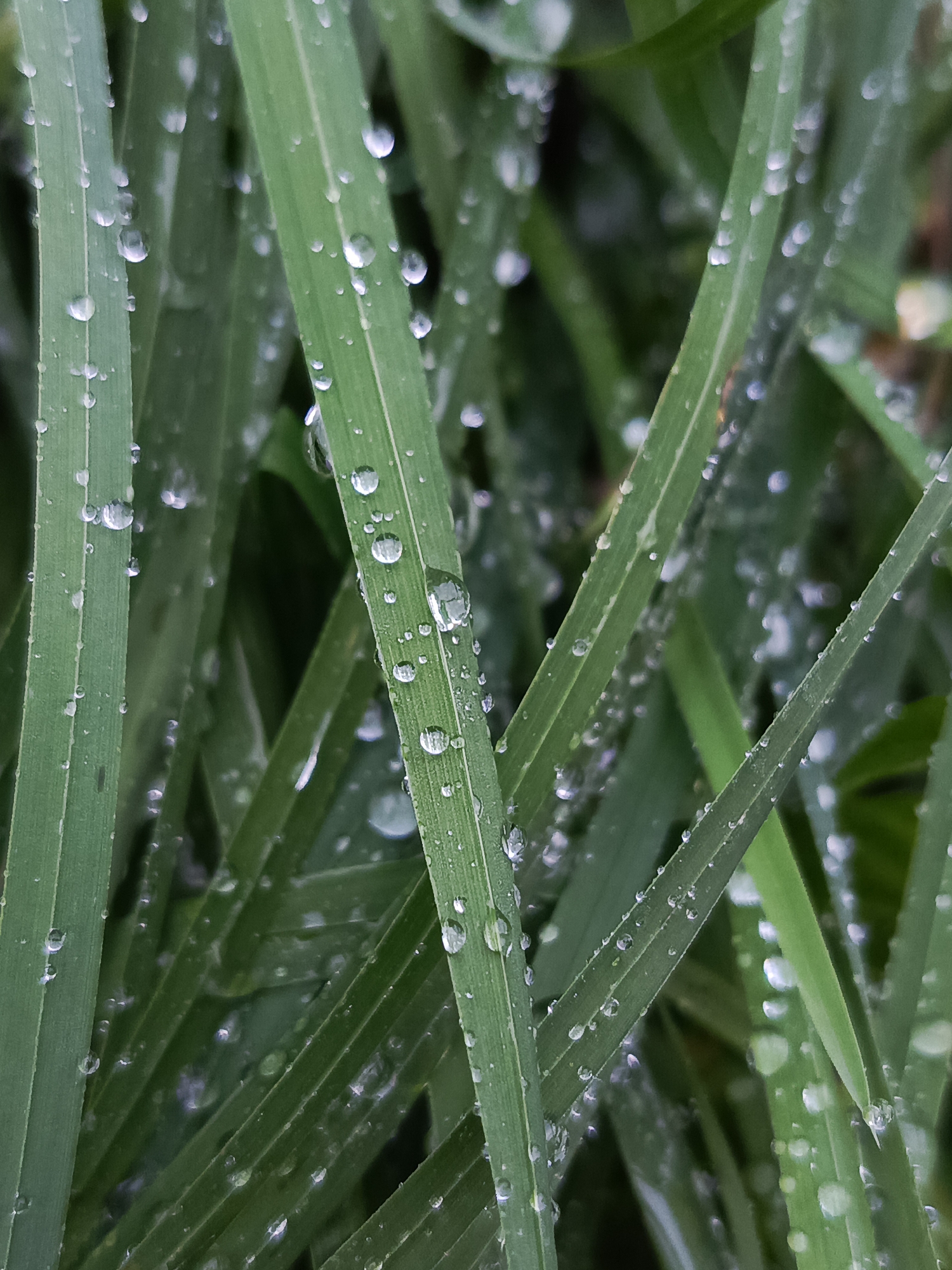 This is a close-up, macro photograph of green grass blades covered in numerous small water droplets. The droplets vary in size, with some appearing as tiny beads and others as larger, more distinct spheres reflecting light. The blades of grass are long and slender, with visible parallel veins running along their surface. The background is softly blurred, suggesting a shallow depth of field, and is a dark, indistinct green, indicating more grass or foliage further away. The lighting is diffused, highlighting the transparent and reflective qualities of the water droplets. The scene is serene and natural, evoking a sense of freshness after rain. There are no people, animals, or man-made objects visible. The image captures the intricate detail of nature at a micro-level. No specific location in Chaikovsky, Russia can be determined from the visual information alone.