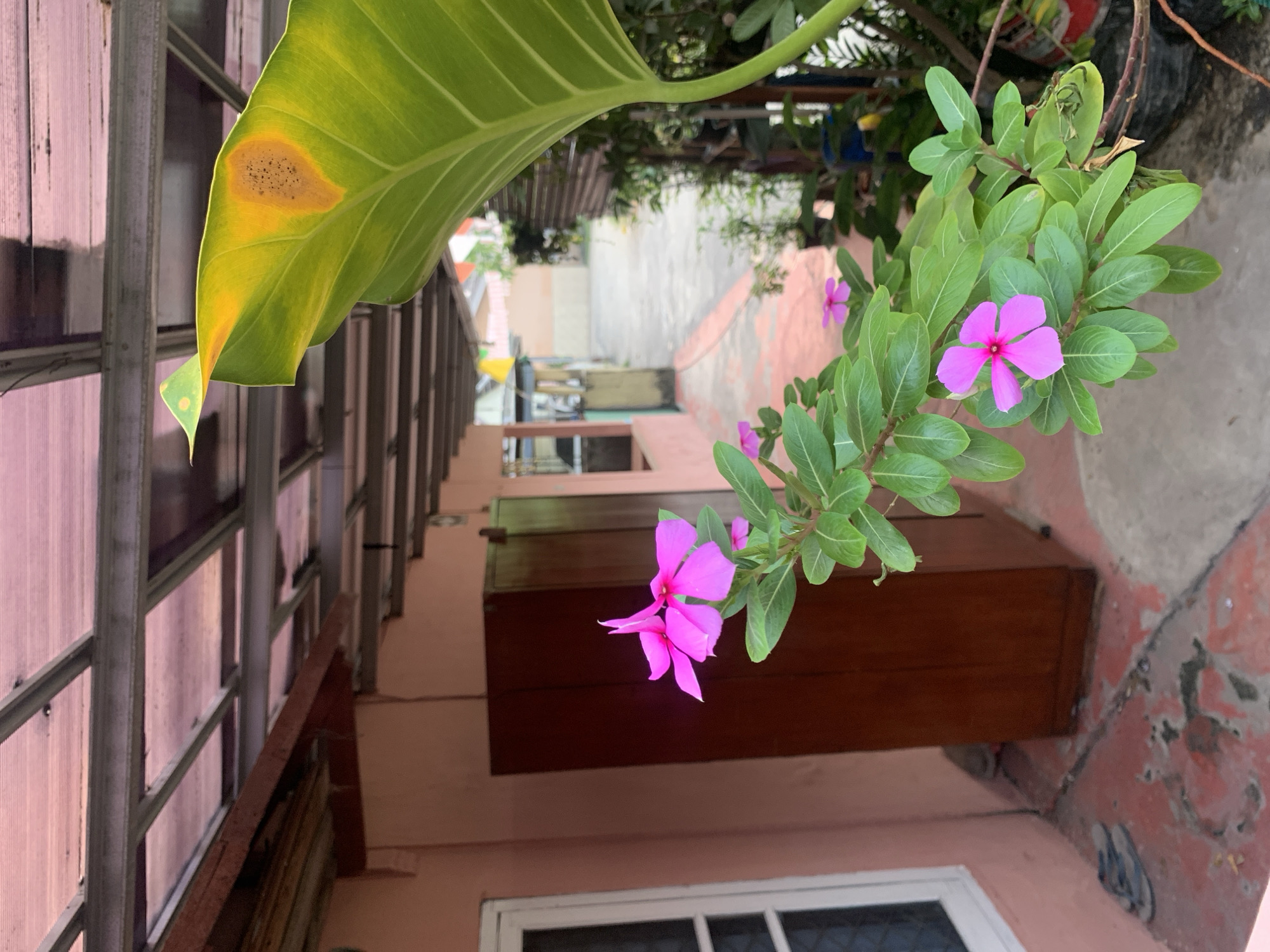 The image depicts a close-up view of a pink periwinkle flower and its green foliage in what appears to be a residential courtyard in Palembang, Indonesia. The flower is in focus, with its vibrant pink petals contrasting against the blurred background. Behind the plant, a pink-walled building with a white-framed window is visible, as is a dark wooden cabinet. The ground is paved with reddish-orange tiles, showing signs of wear and tear, with a pair of grey flip-flops lying near the base of the building. Overhead, a transparent pinkish roof structure supported by metal beams is present, suggesting it covers an outdoor area. The overall impression is of a simple, lived-in outdoor space, possibly a patio or walkway, within a typically humid Indonesian climate. The building style and vegetation are consistent with residential areas in Palembang.