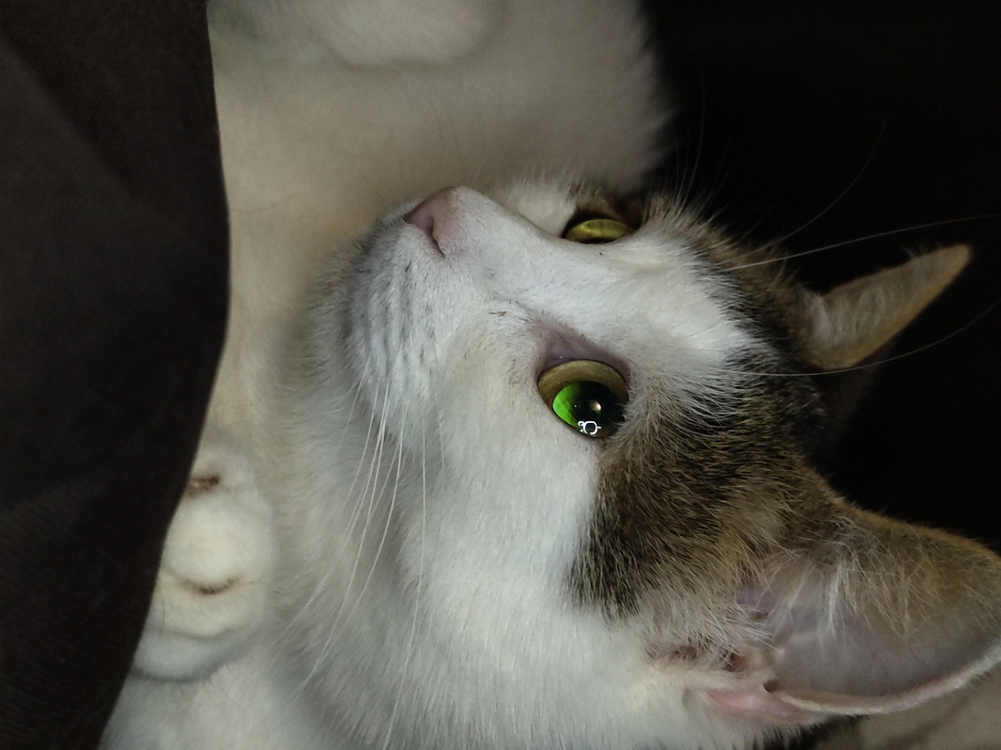 A close-up, side-profile, medium shot captures the face of a white cat with tabby markings on its head and ears. The cat's eyes are a striking bright green, with a reflection of a ring-like light source visible in its right eye. Its nose is pink, and long white whiskers extend from its muzzle. The cat is lying down, with its front paws tucked beneath its chin, resting on a dark brown, soft surface, possibly a blanket or cushion. The background is dark and out of focus. The image is well-lit, highlighting the texture of the cat's fur and the vibrant color of its eyes. There is no discernible urban or environmental context to place this image in a specific city or location.