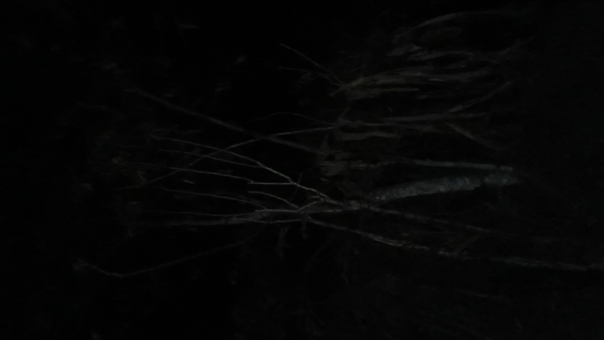 The image displays a dimly lit, possibly nocturnal scene featuring dark, bare tree branches against a black background. The branches are slender and appear tangled, with some thicker, darker trunks or roots visible at the bottom. The overall impression is one of a shadowy, natural environment, with no discernible man-made structures or human presence. The location in Prabumulih, Indonesia, is not visually evident from the image itself.