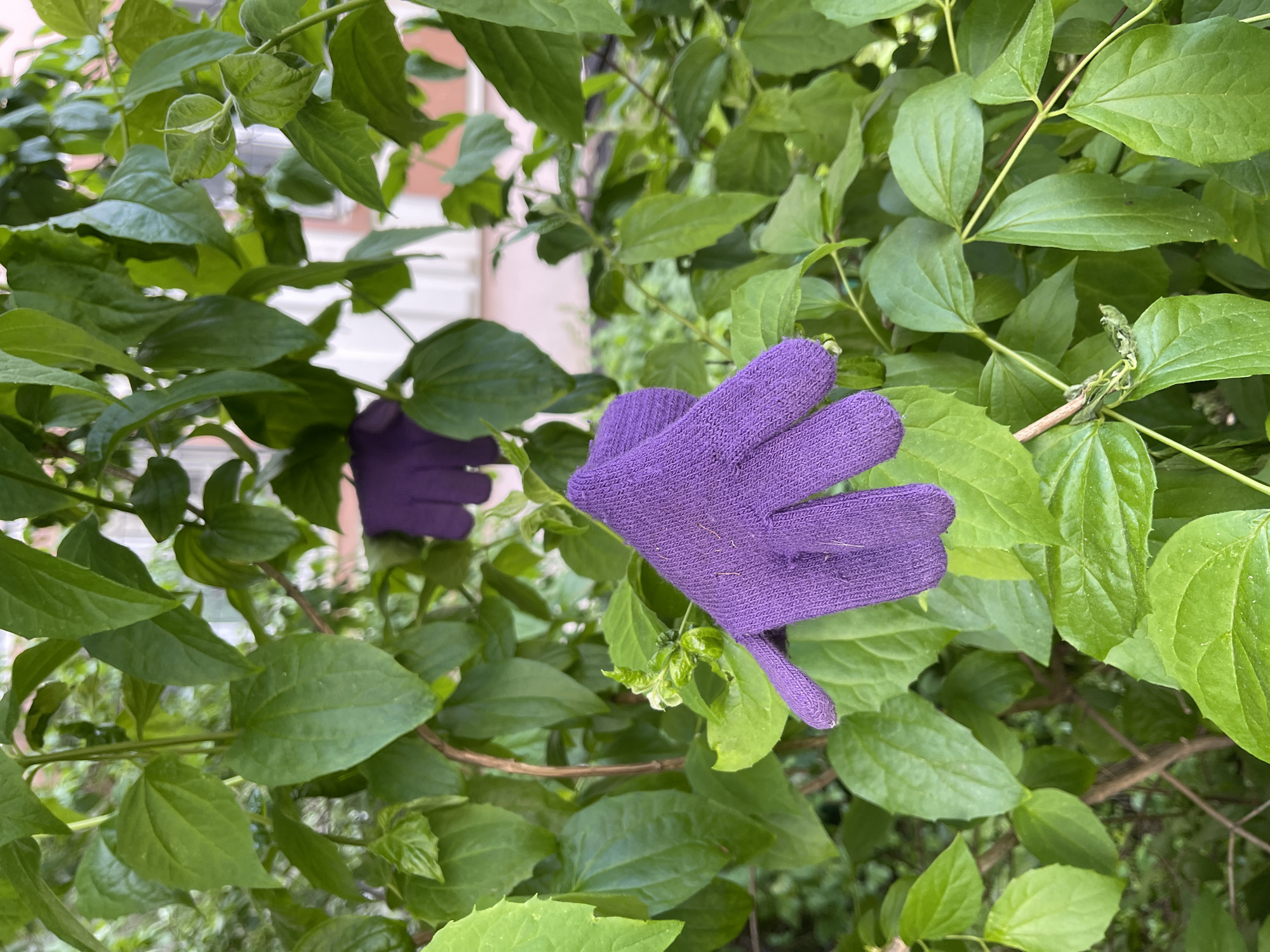 The image shows two purple knitted gloves hanging in a leafy green bush. The bush appears to be outdoors. In the background, faint hints of a brick building or structure are visible, but no specific landmarks or people are discernible. There is insufficient information in the image to confirm the location as Moscow, Russia, or to deduce any specific actions or interactions taking place.