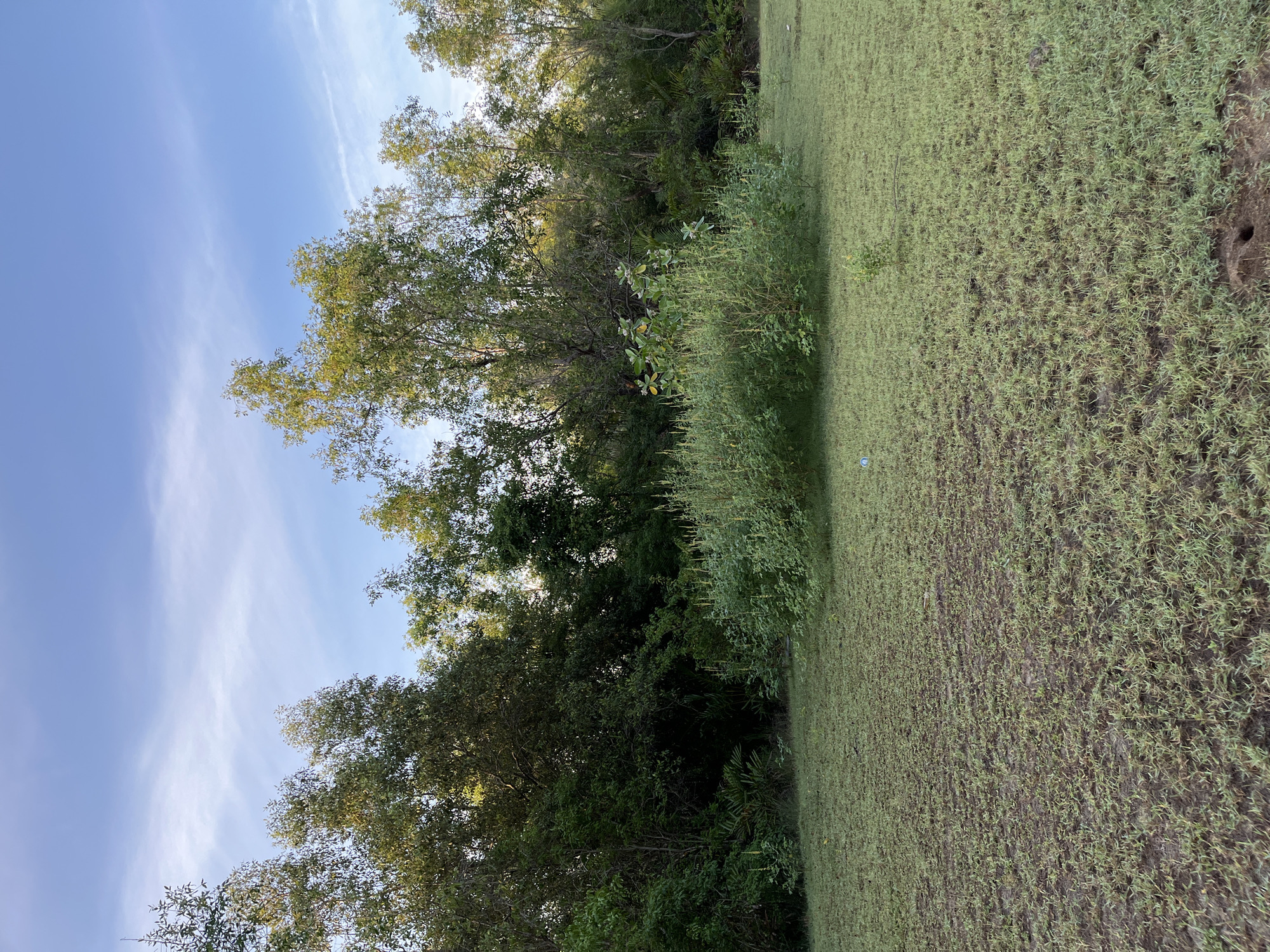 The image depicts an outdoor scene with a large expanse of short, green grass in the foreground. The grass appears somewhat sparse in places, revealing patches of dark soil. In the midground, a dense cluster of green vegetation, including bushes and smaller trees, forms a distinct shape, with some taller plants featuring yellow flowers rising above the main body of the greenery. Behind this vegetation, a dense line of trees with lush green foliage creates a dark backdrop. The sky above is a clear blue with a few wispy white clouds. The overall impression is of a natural, undeveloped area, possibly a park or a field on the outskirts of a settlement. No people or specific structures are visible in the image.